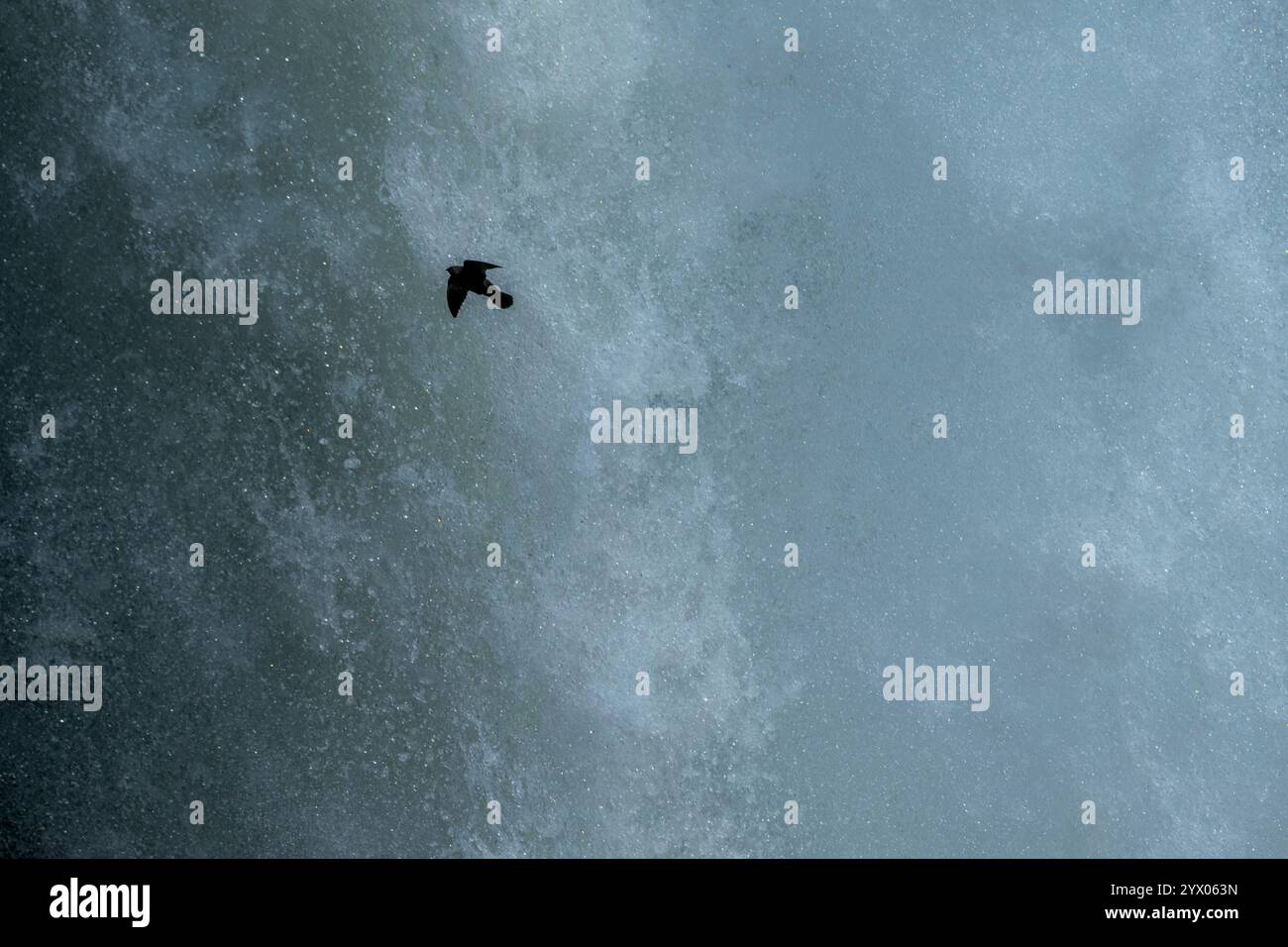 Ein großer Dämmerungsfänger (Cypseloides senex) kehrt zurück zum Nistplatz hinter diesem Wasserfall an den Iguazu Falls (Devil s Throat), Iguassu National Park, IG Stockfoto