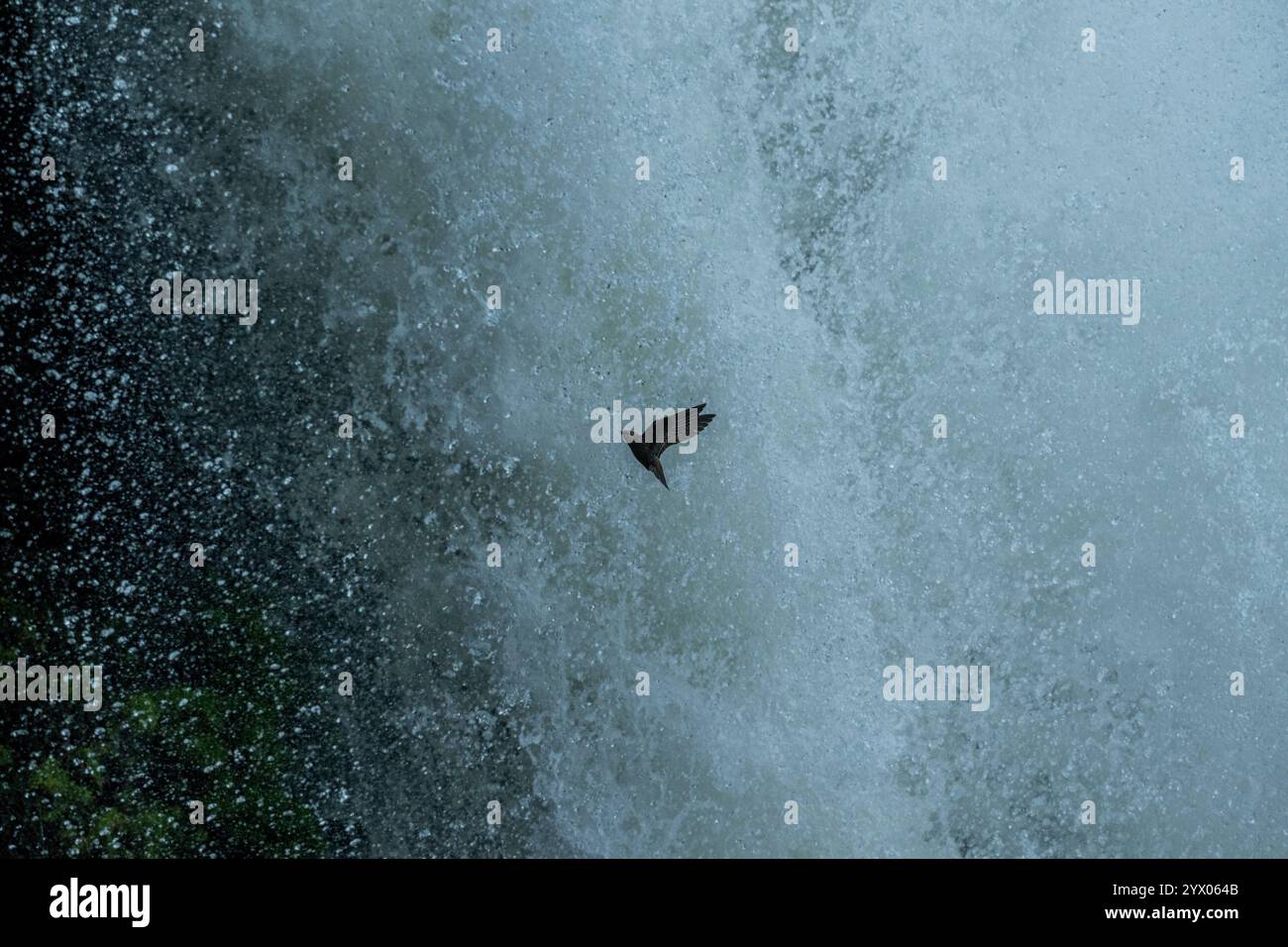 Ein großer Dämmerungsfänger (Cypseloides senex) kehrt zurück zum Nistplatz hinter diesem Wasserfall an den Iguazu Falls (Devil s Throat), Iguassu National Park, IG Stockfoto