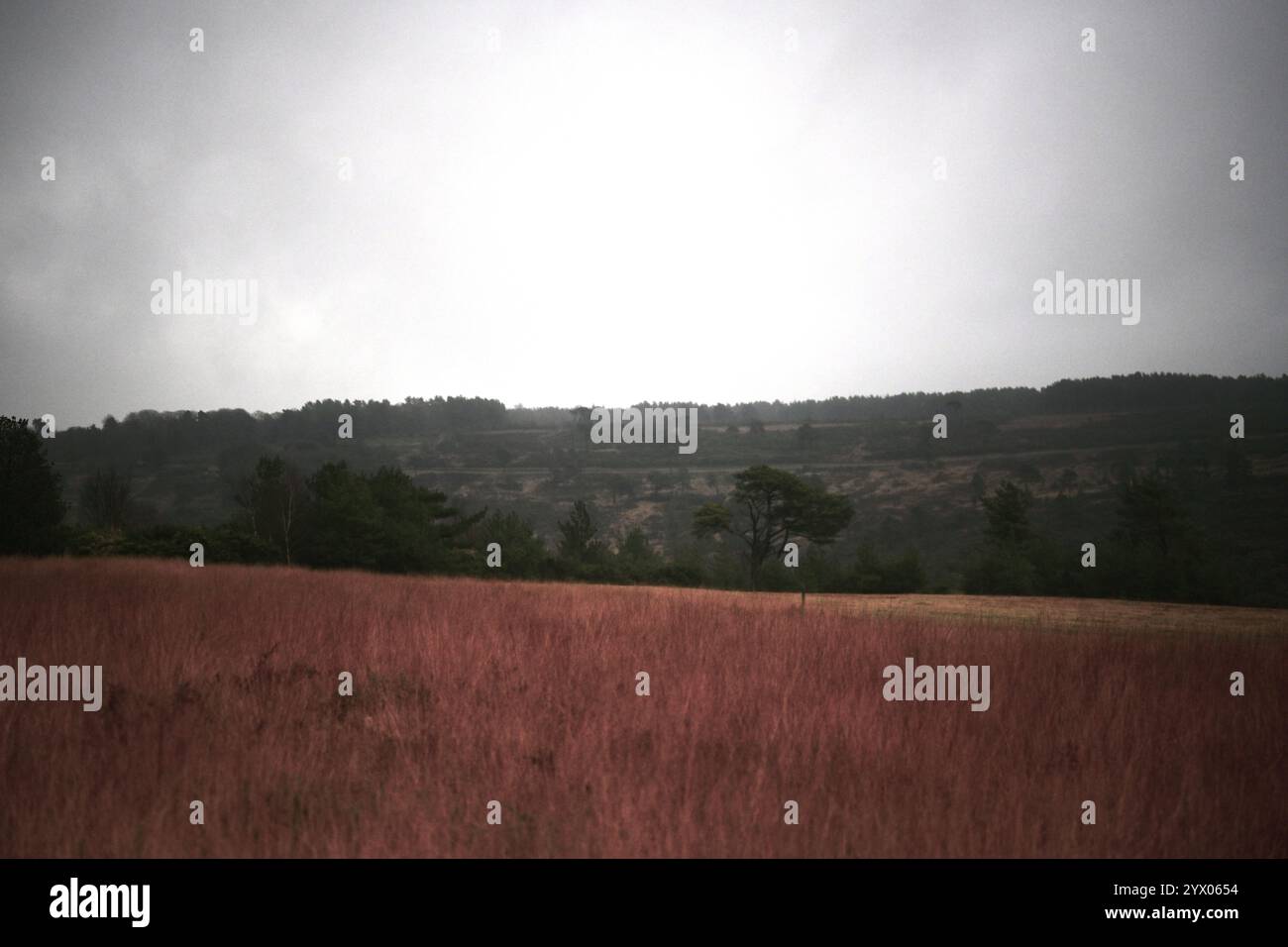 Farbenfrohe kontrastreiche Bildzähler im Waldhintergrund Stockfoto