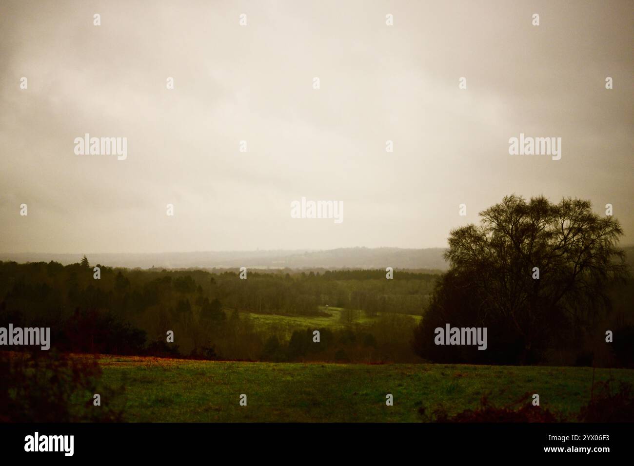 Blick auf den Wald an einem Wintertag Stockfoto