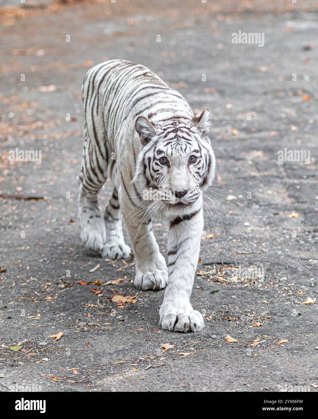 Majestätischer weißer Tiger, der auf dem Pfad läuft Stockfoto