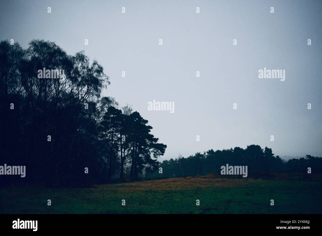 Ashdown Wald im Herbst oder Winter Stockfoto