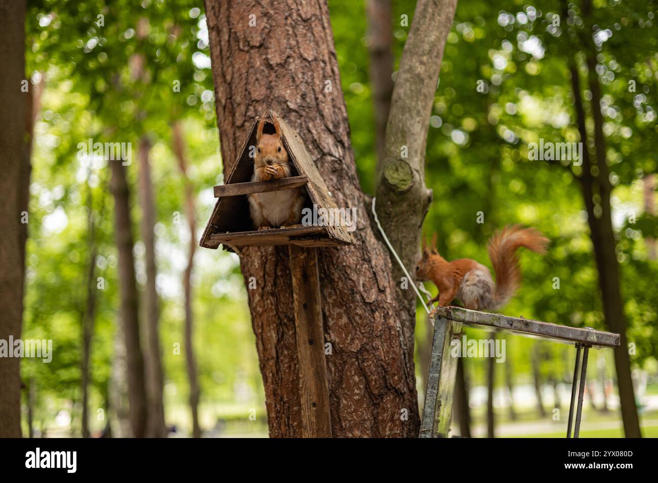 Zwei verspielte rote Eichhörnchen, die auf einem Baum in einem Waldpark interagieren, eines in einem handgefertigten dreieckigen Holzzubringer und das andere in der Nähe klettern Stockfoto