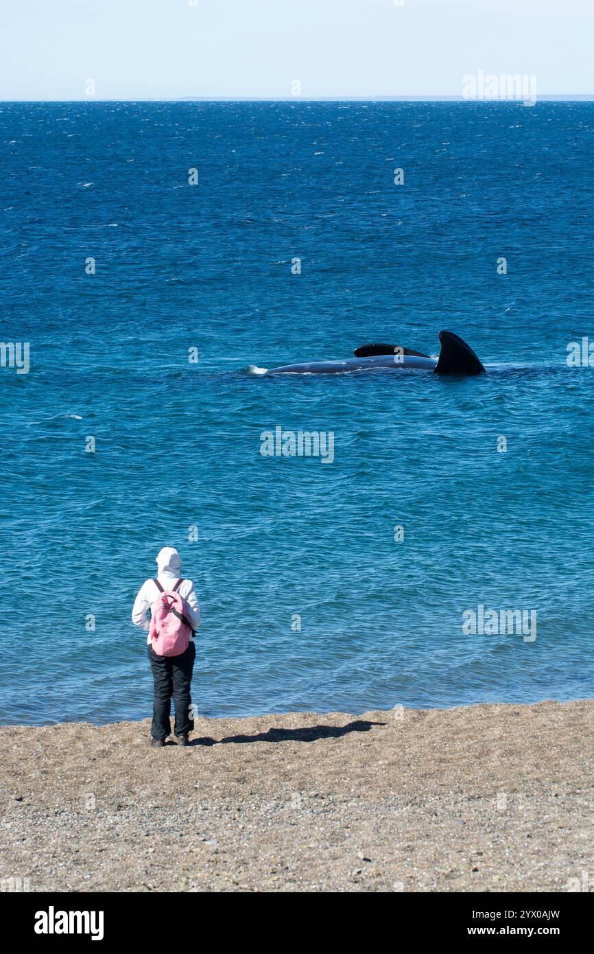 Touristen beobachten Wale, Beobachtung von der Küste Stockfoto