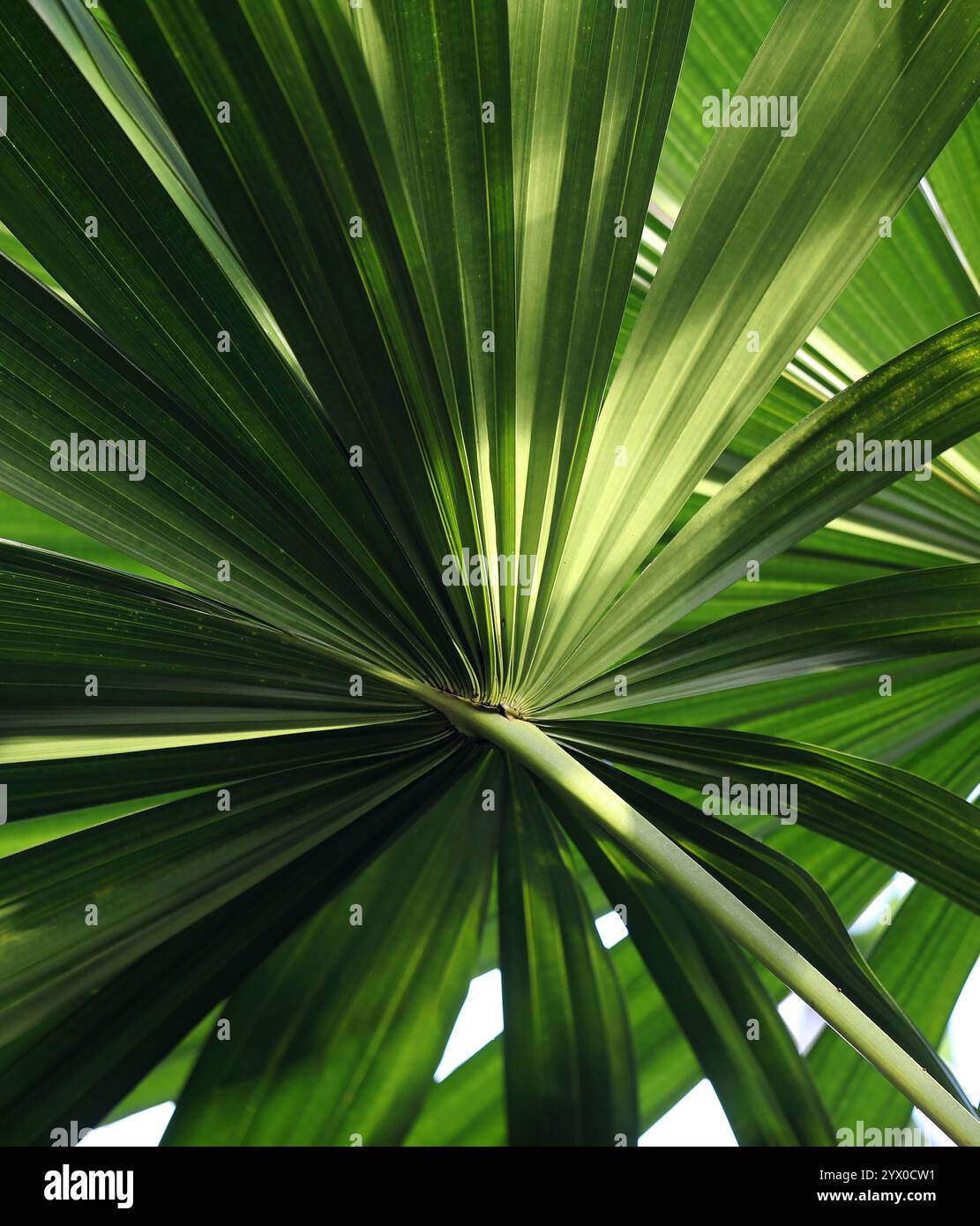 Sumpfpalmenfächer, Licuala paludosa, Araceae. Tropisches Asien. Licuala ist eine Gattung von Palmen, die im Stamm der Trachycarpeae vorkommen und häufig in tropischen Wäldern vorkommen. Stockfoto