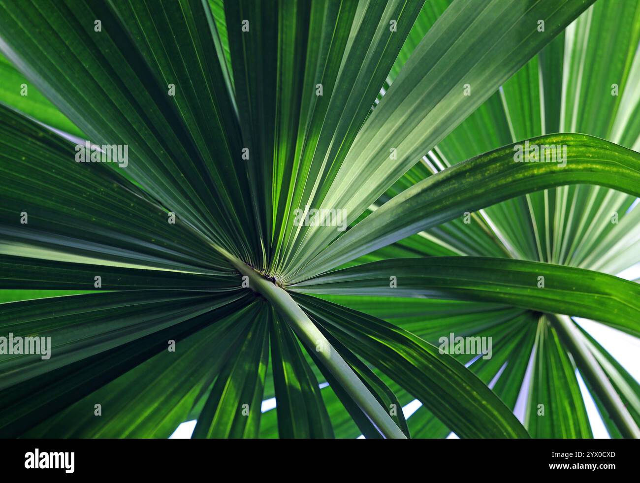 Sumpfpalmenfächer, Licuala paludosa, Araceae. Tropisches Asien. Licuala ist eine Gattung von Palmen, die im Stamm der Trachycarpeae vorkommen und häufig in tropischen Wäldern vorkommen. Stockfoto