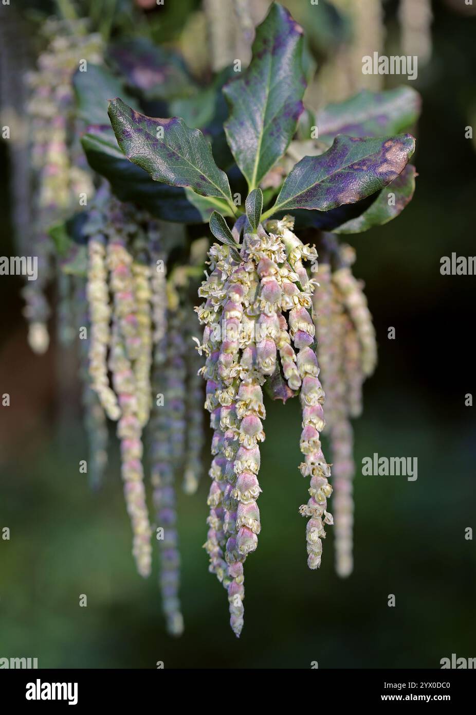 Coast Silk-Quaste auch bekannt als Silk Quastsel Bush oder Wavyleaf Silktassel, Garrya elliptica, Garryaceae. Kalifornien, USA. Stockfoto