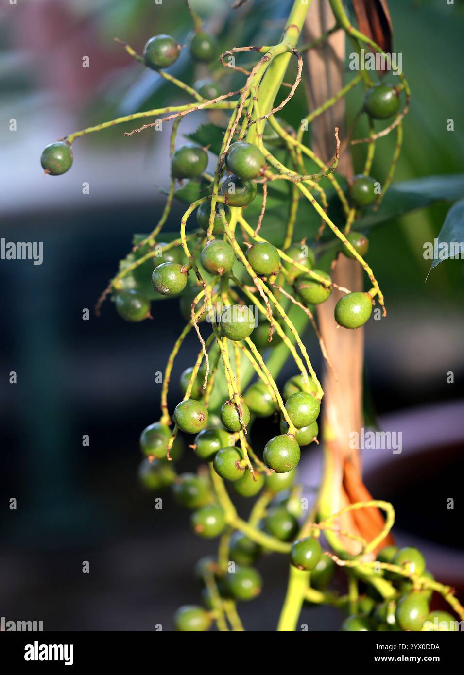 Waianae Range Pritchardia oder Loulu Palm Fruits, Pritchardia kaalae var. Minima, Arecaceae. Hawaiianische Inseln, USA. Stockfoto