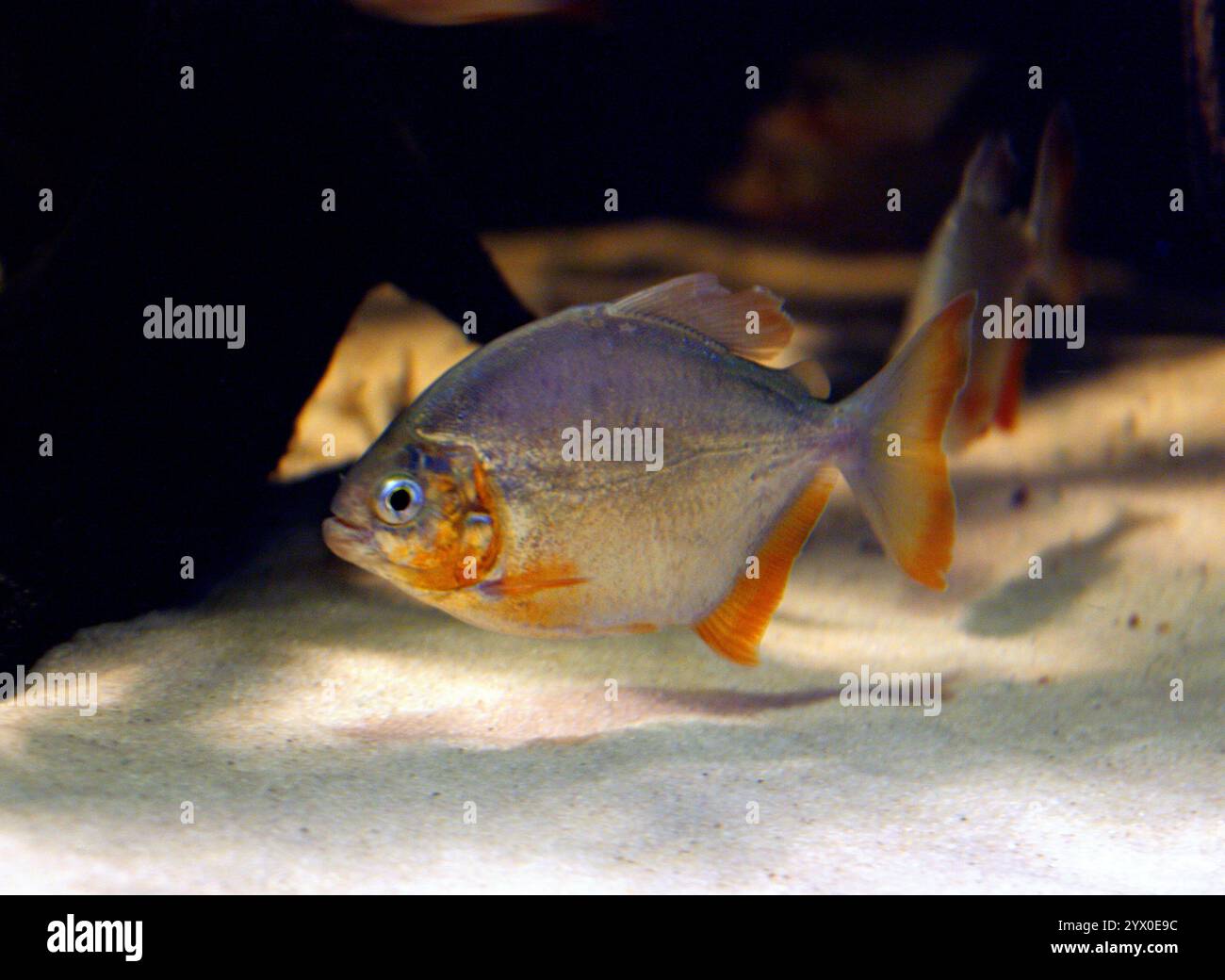 Piranha oder Piranha Lobetoothed, Pygopristis denticulata, Serrasalmidae. Nebenflüsse des Unteren Amazonas. Stockfoto