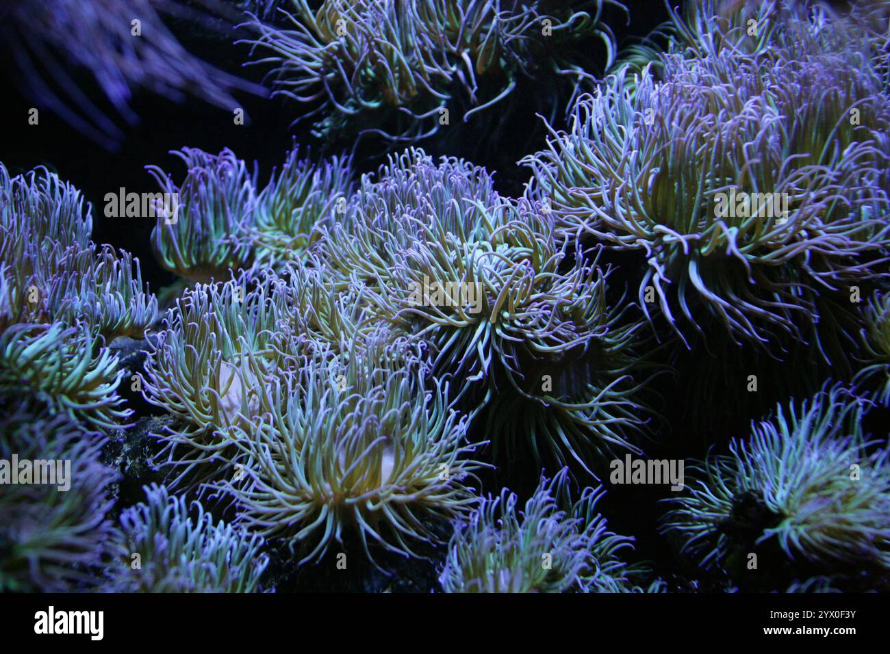 Snakelocks Anemone, Anemonia viridis, Actiniidae. Süd- und Westbrigland und Mittelmeer. Stockfoto