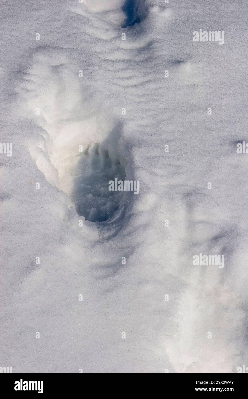 Eine detaillierte Nahaufnahme eines Grizzlybären-Pfotendrucks im Spätwinter oder Frühjahrsschnee, die die Anwesenheit eines gefährlichen, aktiven Bären unterstreicht. Stockfoto