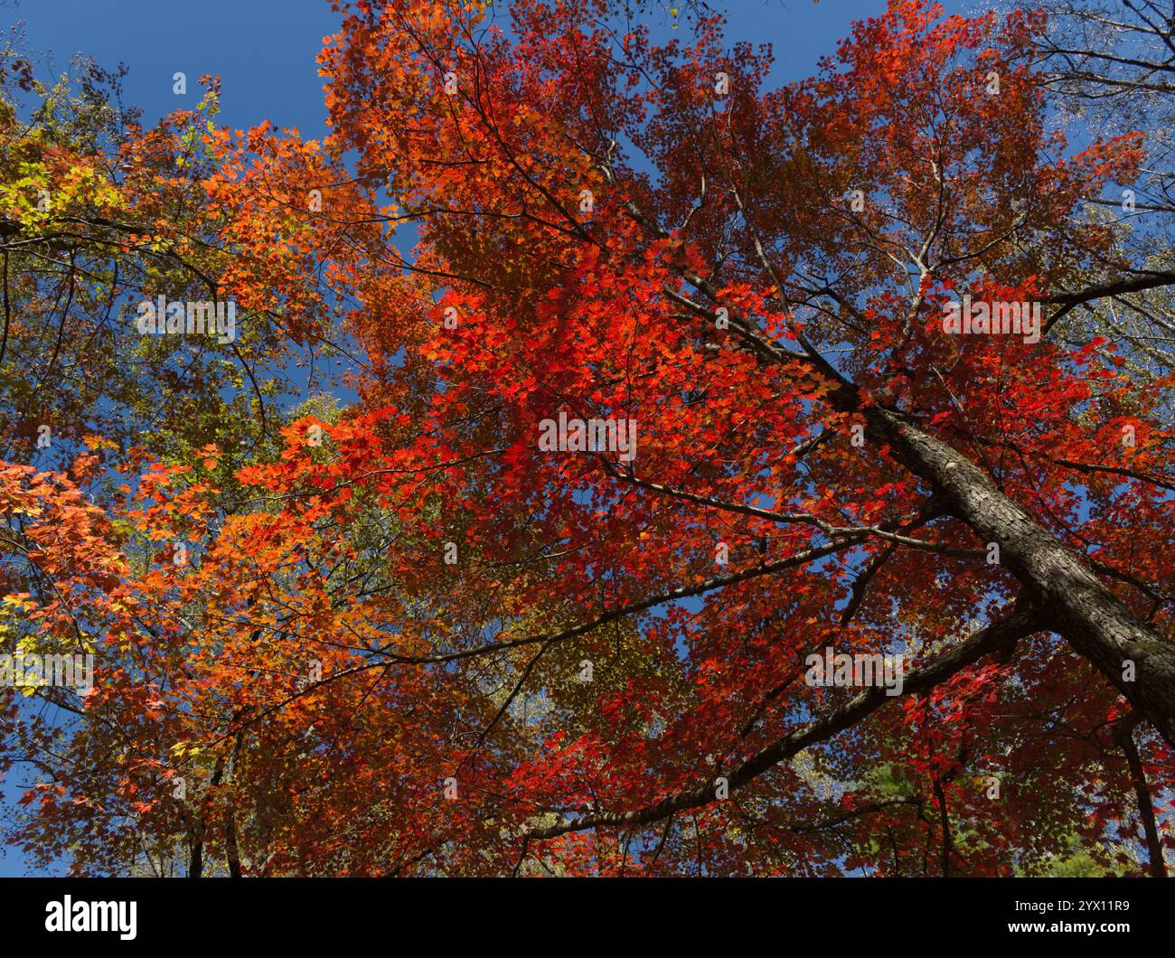 Helle rote und gelbe Ahornbäume im Herbst am blauen Himmel Stockfoto