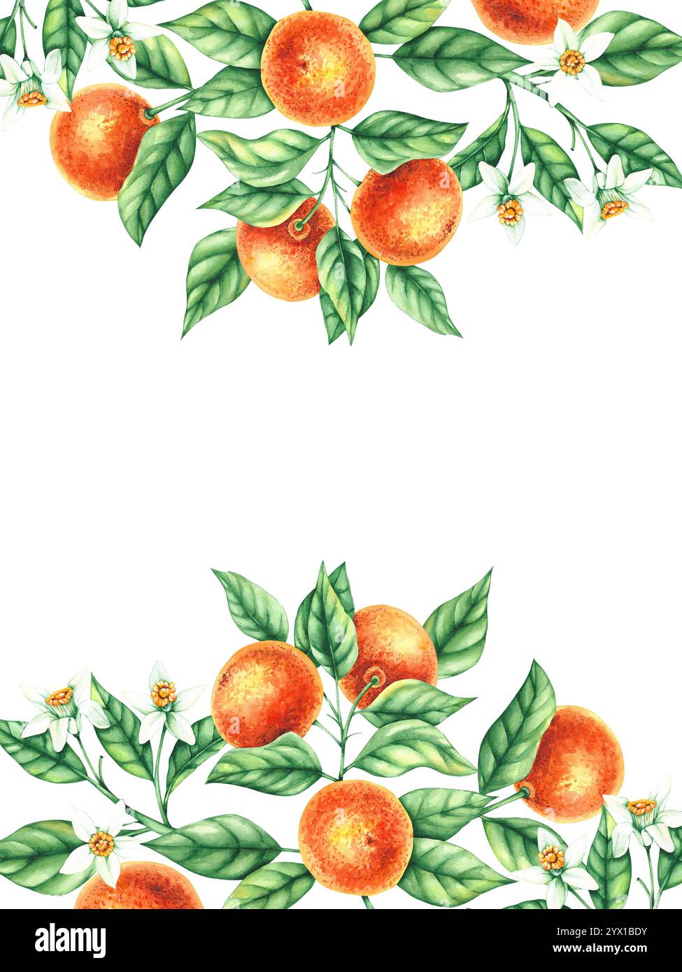Botanische Aquarellillustration mit handgezeichneten Mandarinen Stockfoto