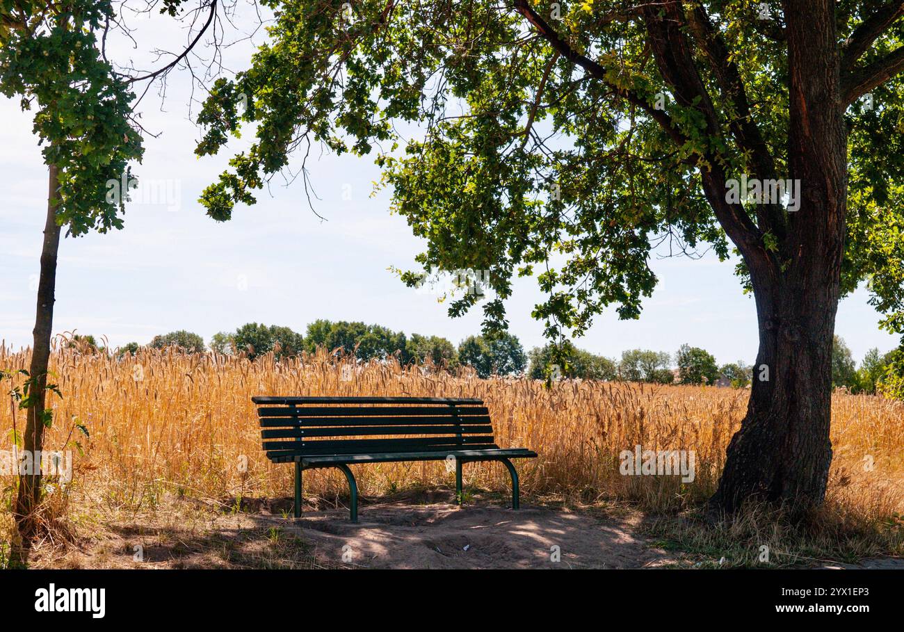 Parkbank unter dem Baum in einer malerischen Naturwiese Stockfoto