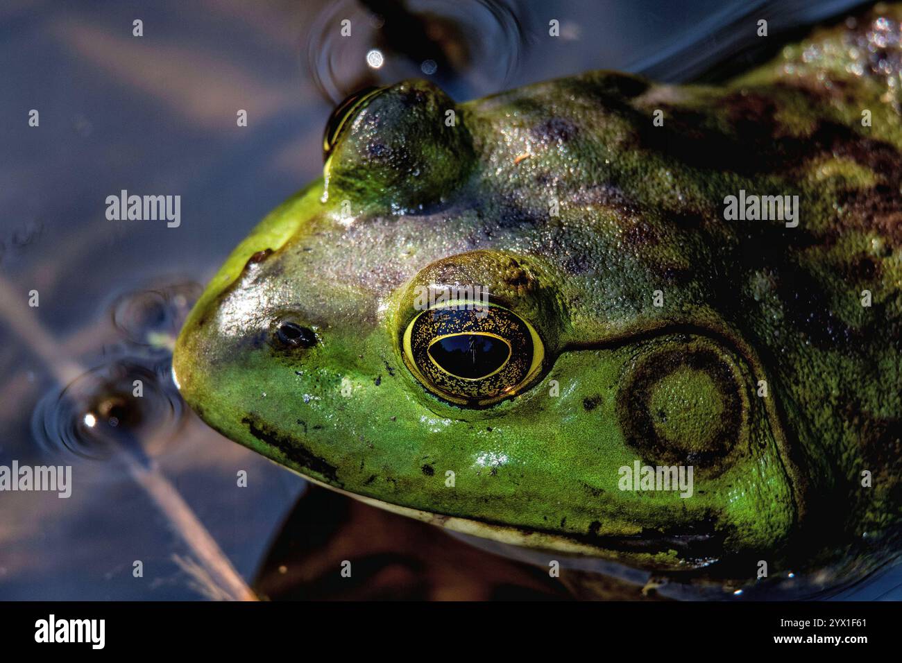 Grünes Froschbild mit detaillierter Textur und lebendigen Augen, in einer ruhigen Feuchtlandschaft mit ruhigem Wasser. Stockfoto