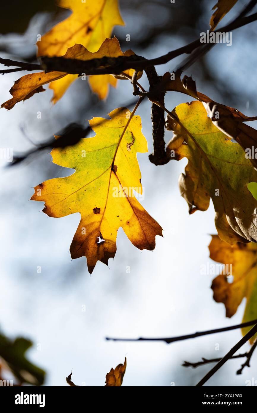 Foto von farbenfrohen gelben Eichenblättern auf Bäumen im Hidden Falls Regional Park in den Ausläufern der Sierra Nevada. Stockfoto