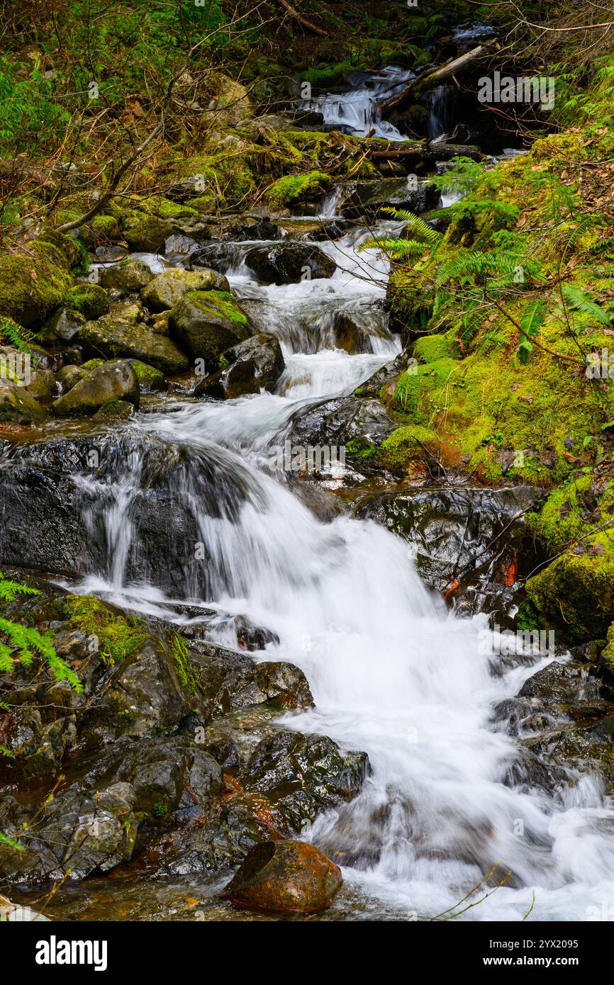 Der pazifische Nordwest-Gebirgsbach fällt durch die moosige Landschaft Stockfoto