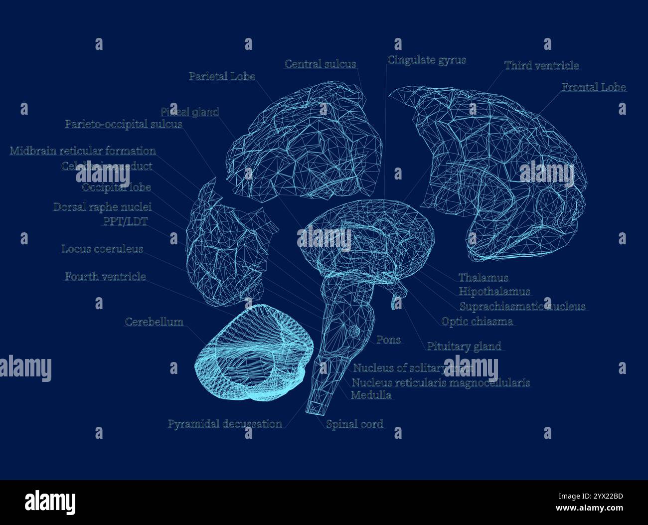 Drahtmodellstruktur des schematischen Vektors des menschlichen Hirnschnitts Stock Vektor