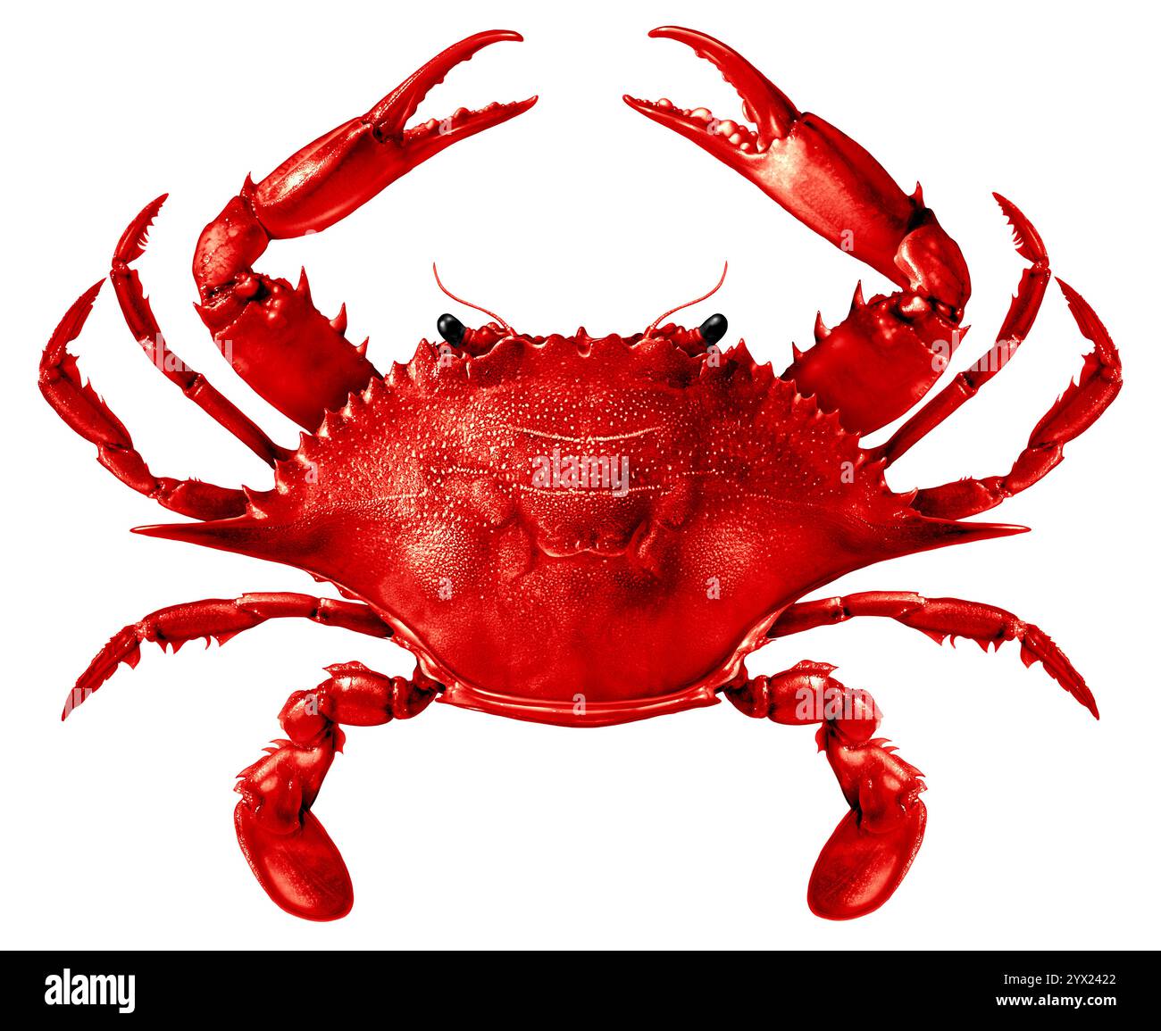 Rote Krabbe als gekochtes oder gekochtes Krustentier aus den Fischgewässern des Atlantischen Ozeans oder des Golfs von Mexiko als Meeresfrüchte-Küche Stockfoto