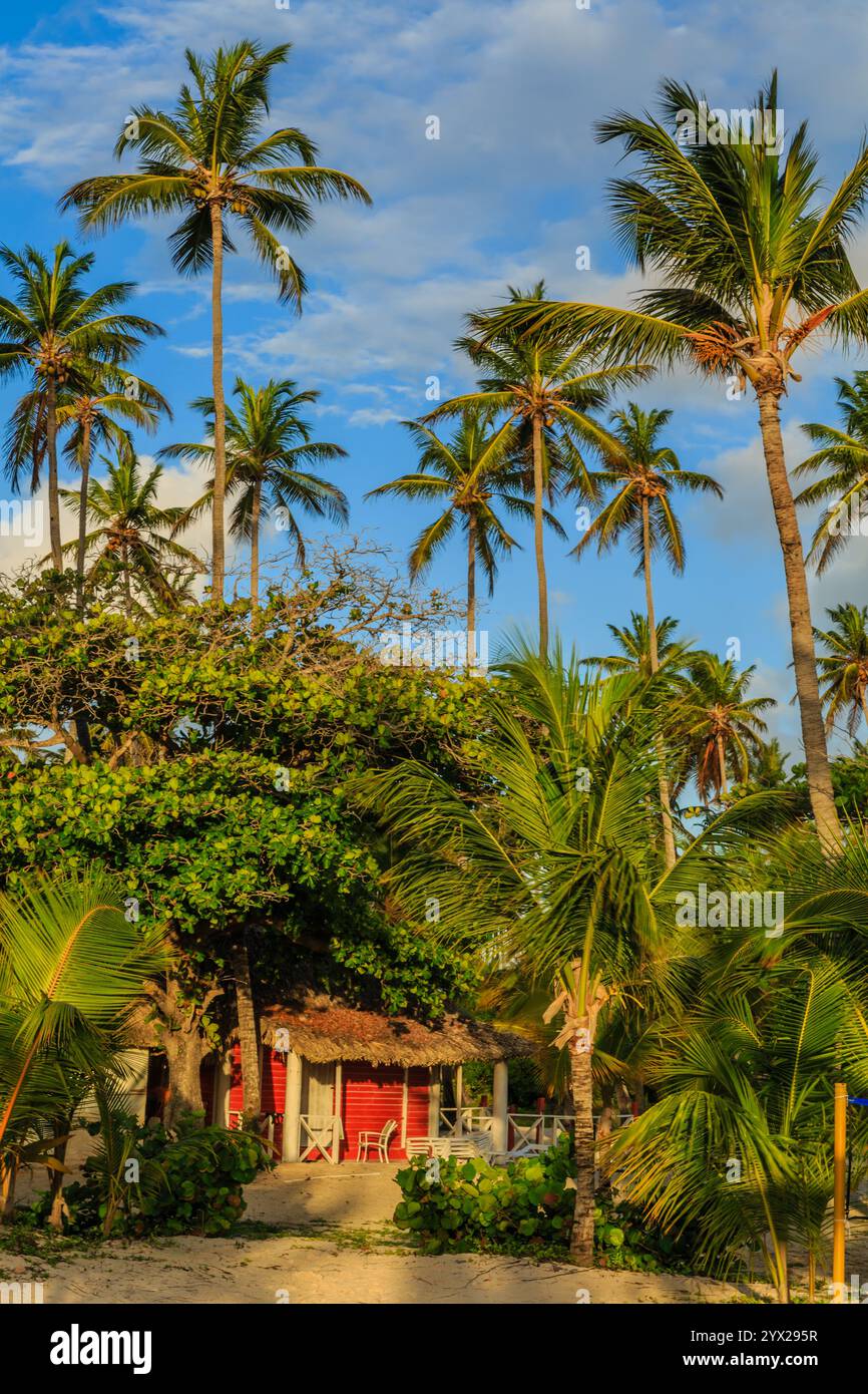 Ein kleines rotes Haus liegt vor einem üppigen Palmenwald. Das Haus ist von Stühlen und einem Esstisch umgeben. Die Szene ist friedlich und ruhig, wi Stockfoto