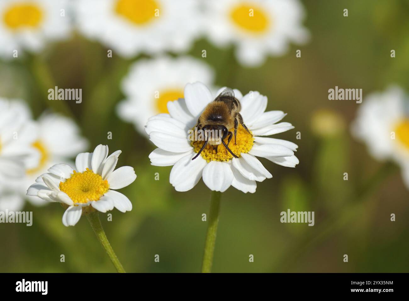 Bienen ähnlich wie Colletes daviesanus, Colletes fodiens oder Colletes similis, Familie Gipsbienen, Polyesterbienen Colletidae. Blumen der Feverfew Stockfoto