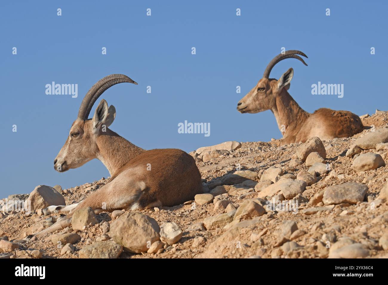 Nubischer Steinbock, zwei Weibchen auf einem Wüstenhang Stockfoto