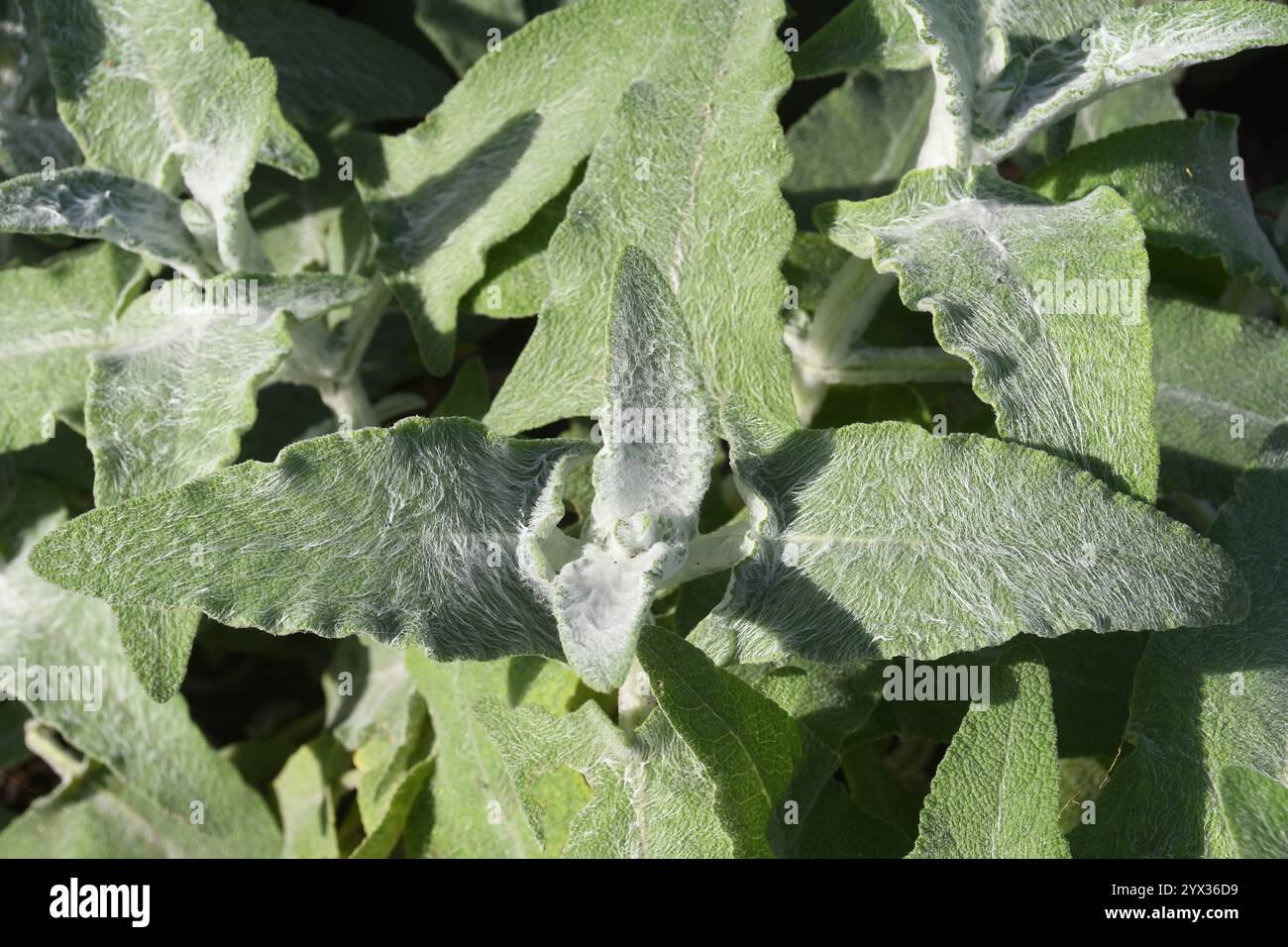 Behaarte Bltter von Pflanzen Stockfotografie - Alamy