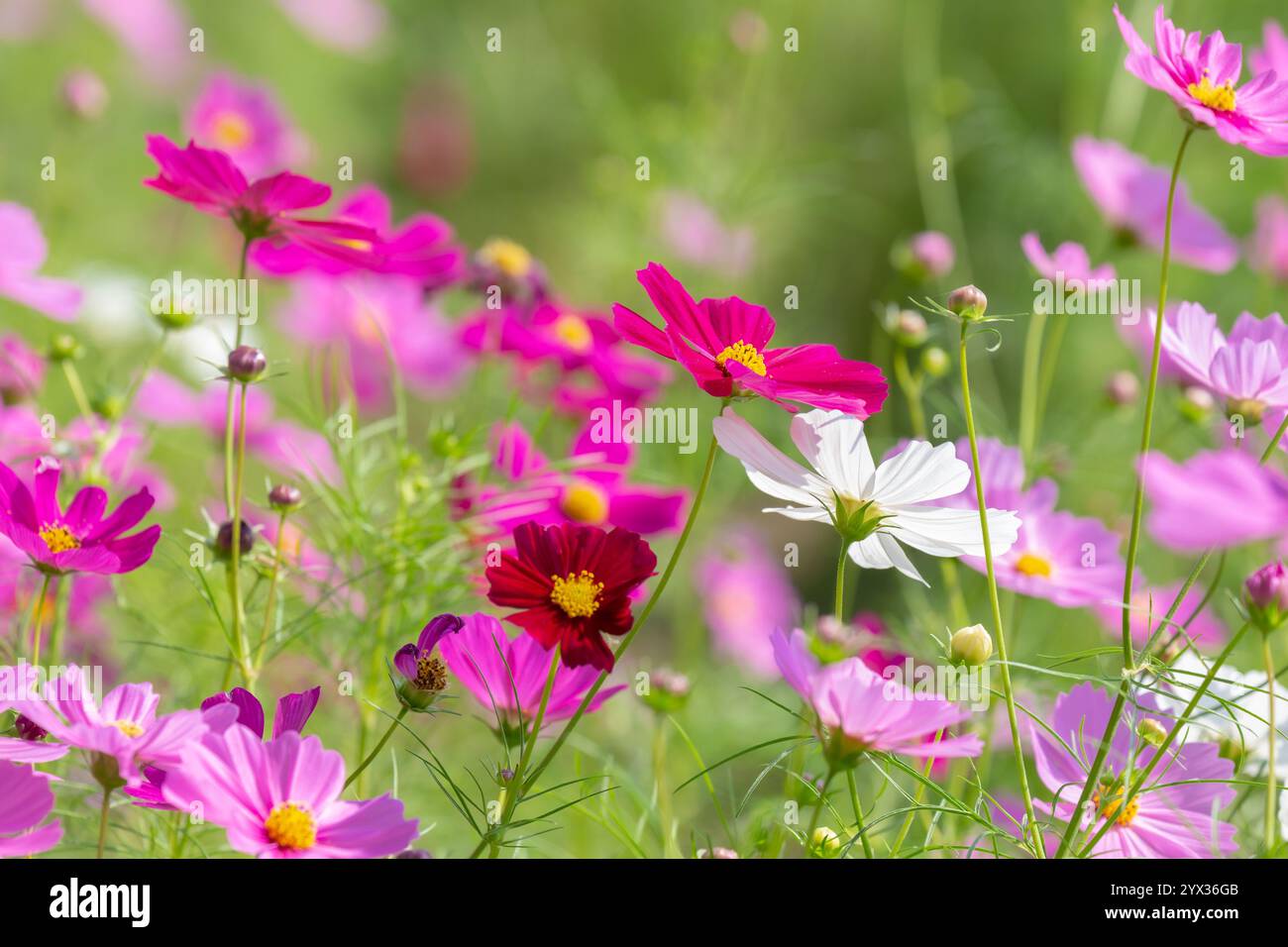 COSMOS Field auf der Jim Thompson Farm Nakhon Ratchasima Thailand mit anderen schönen Blumen und wichtigen Ausstellungen, Volksvorstellungen, Speisen Stockfoto