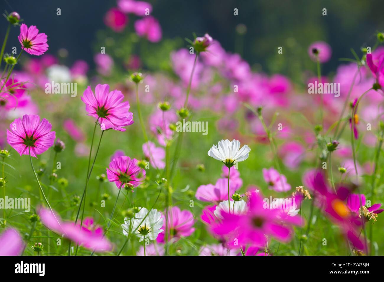 COSMOS Field auf der Jim Thompson Farm Nakhon Ratchasima Thailand mit anderen schönen Blumen und wichtigen Ausstellungen, Volksvorstellungen, Speisen Stockfoto