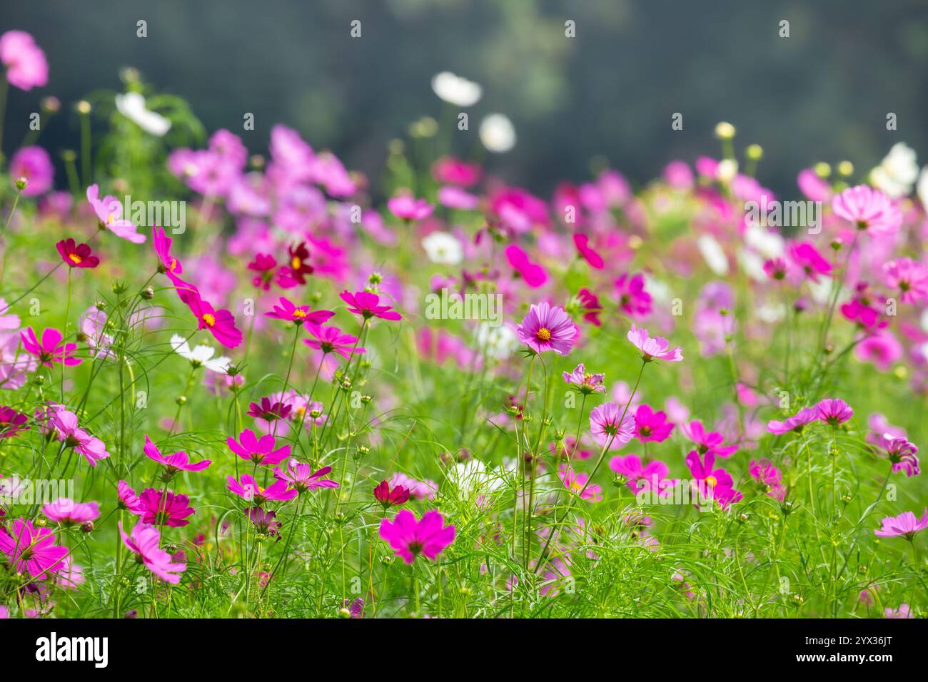 COSMOS Field auf der Jim Thompson Farm Nakhon Ratchasima Thailand mit anderen schönen Blumen und wichtigen Ausstellungen, Volksvorstellungen, Speisen Stockfoto