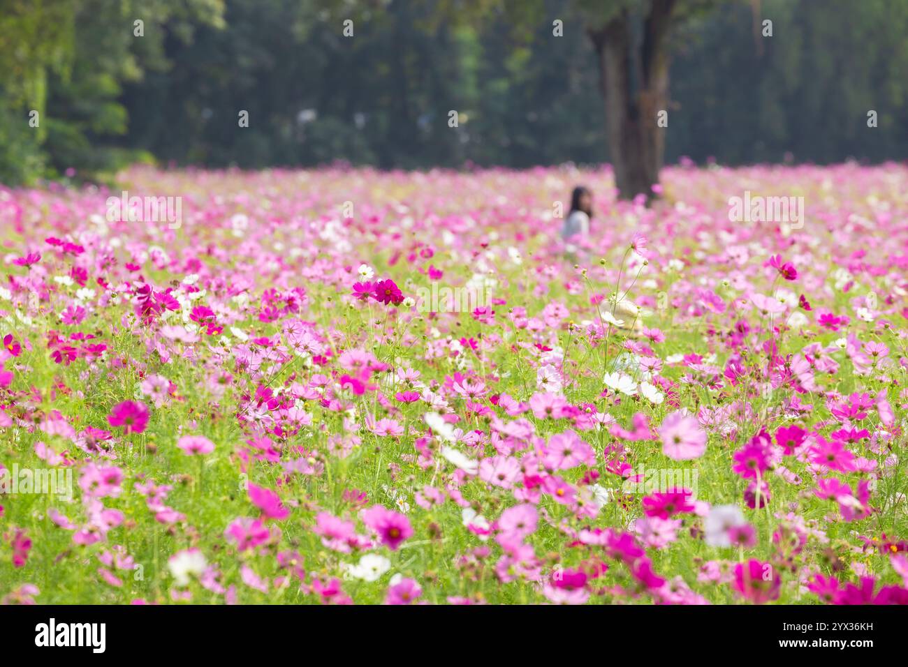 COSMOS Field auf der Jim Thompson Farm Nakhon Ratchasima Thailand mit anderen schönen Blumen und wichtigen Ausstellungen, Volksvorstellungen, Speisen Stockfoto