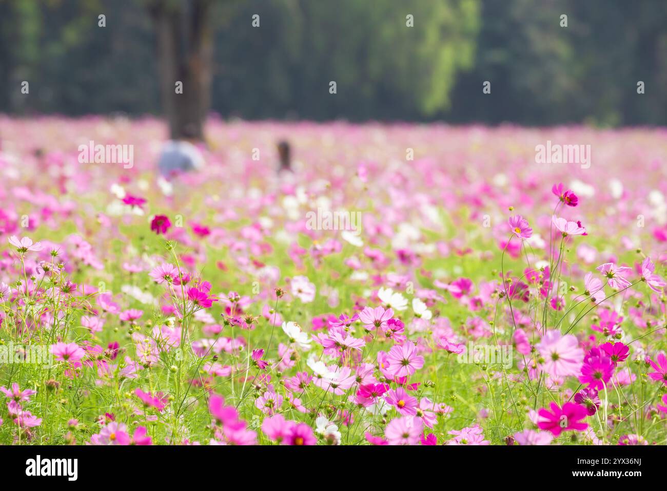 COSMOS Field auf der Jim Thompson Farm Nakhon Ratchasima Thailand mit anderen schönen Blumen und wichtigen Ausstellungen, Volksvorstellungen, Speisen Stockfoto