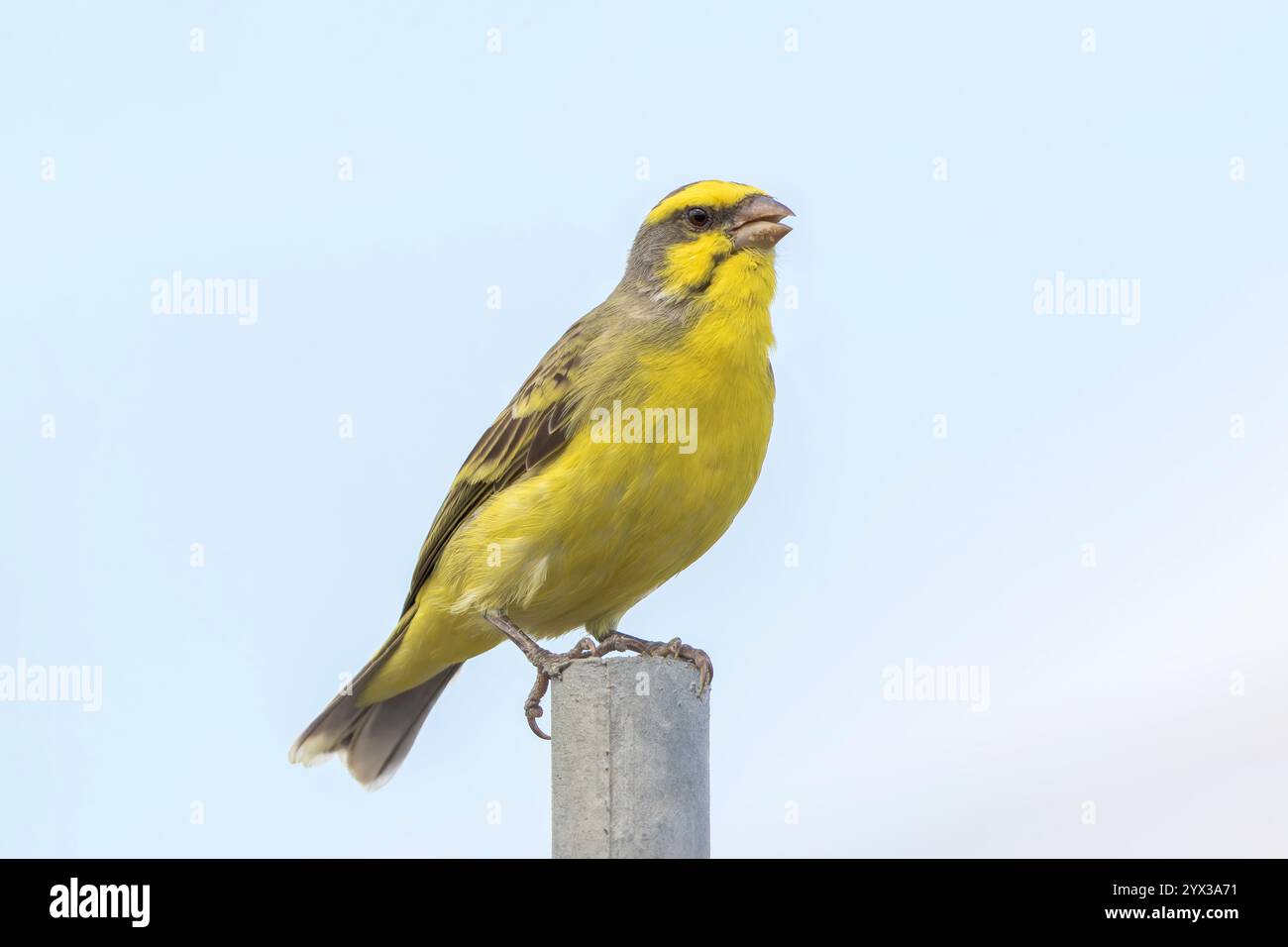 Kanarienvogel mit gelber Front, Crithagra mozambica, alleinerwachsener Mann auf Holzpfosten, Port Louis, Mauritius, 2. November 2018 Stockfoto