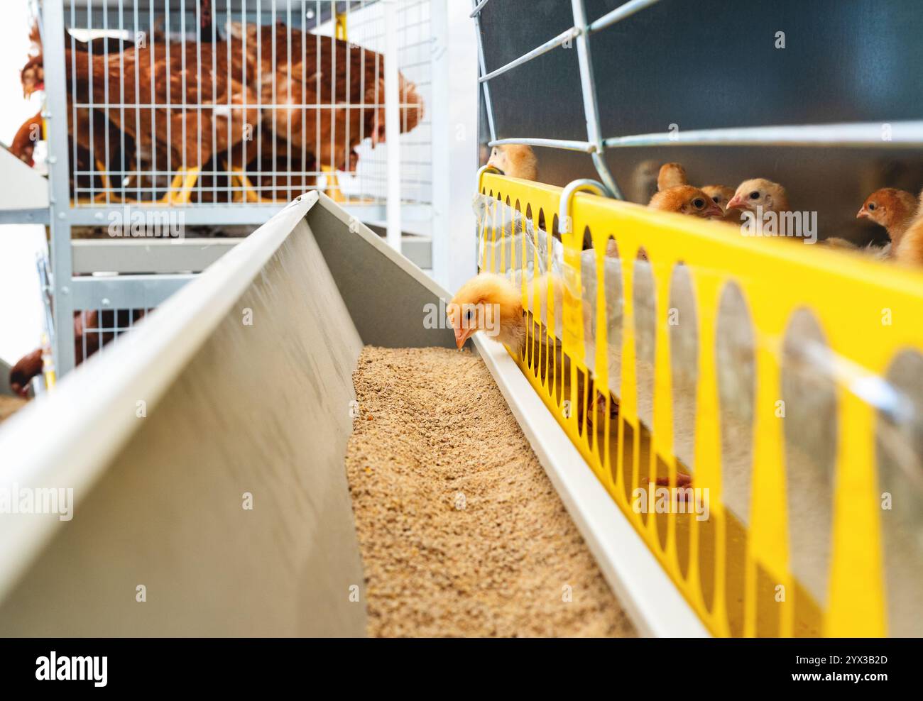 ISA Brown Baby- und Geflügel-Küken-Starterfutter. Stockfoto