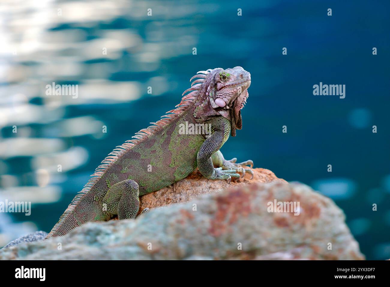 Leguan posiert auf einem Felsen mit Seitenansicht nach rechts vom Rahmen mit Meer im Hintergrund und flackerndem Sonnenlicht auf dem Wasser Stockfoto