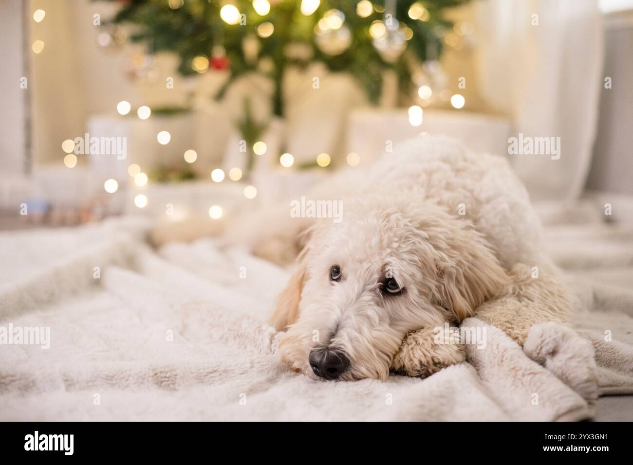 Hund mit Hundeaugen, die vor dem weihnachtsbaum hochschauen Stockfoto