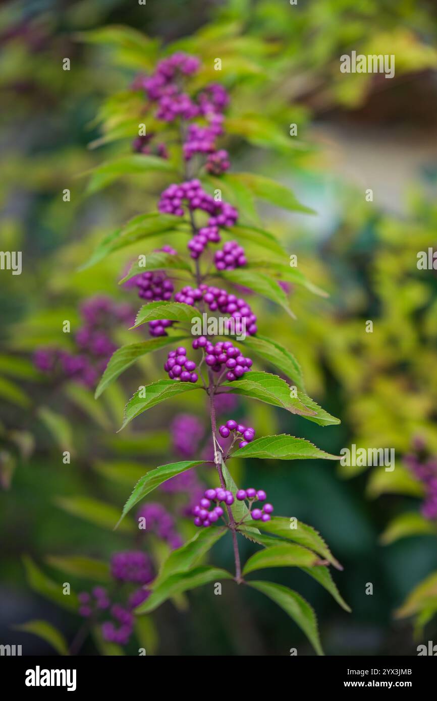 Leuchtend violette Beeren zieren eine grüne Pflanze. Stockfoto