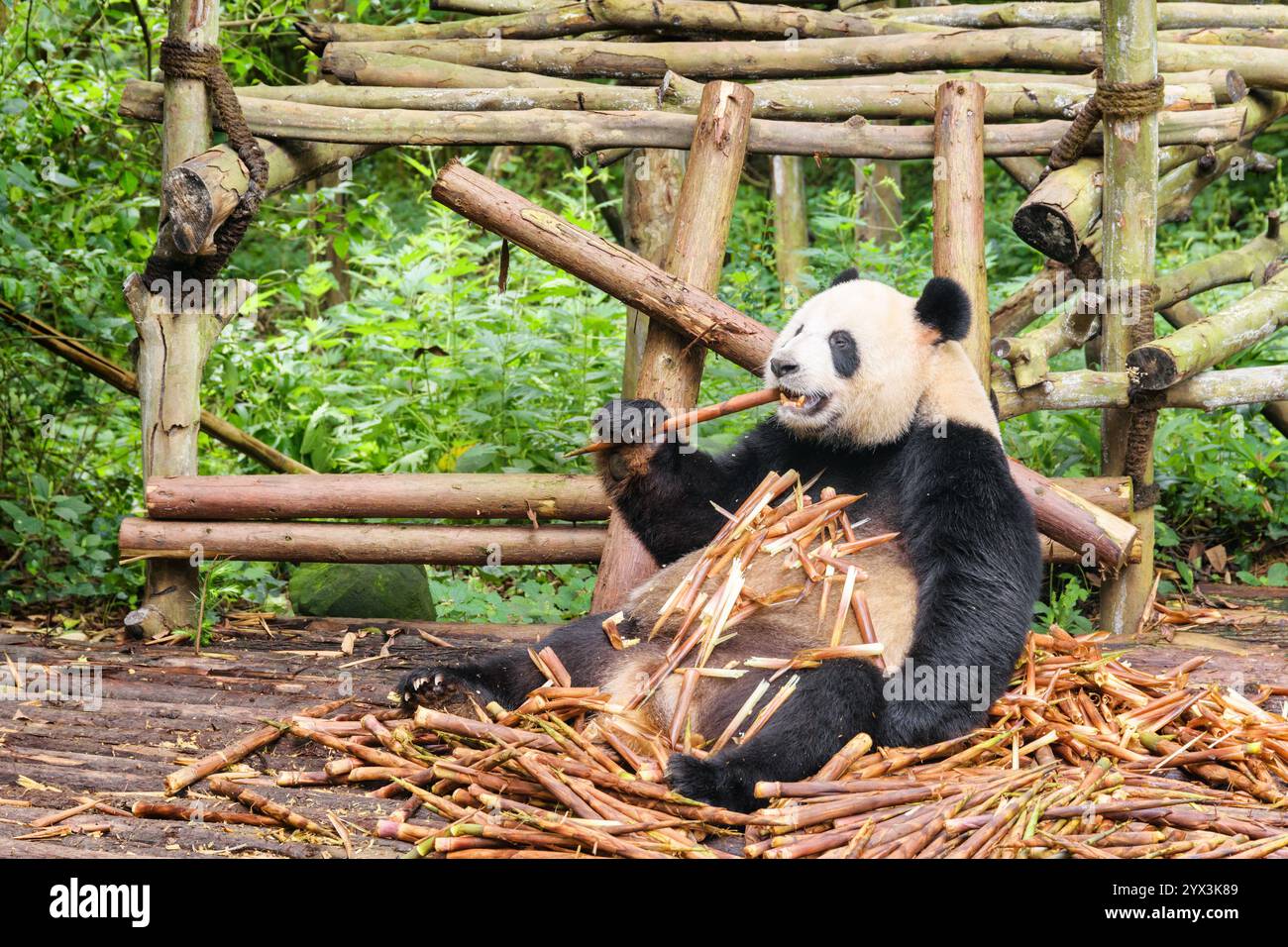 Ein riesiger Panda isst Bambus. Erstaunliches wildes Tier im Wald Stockfoto