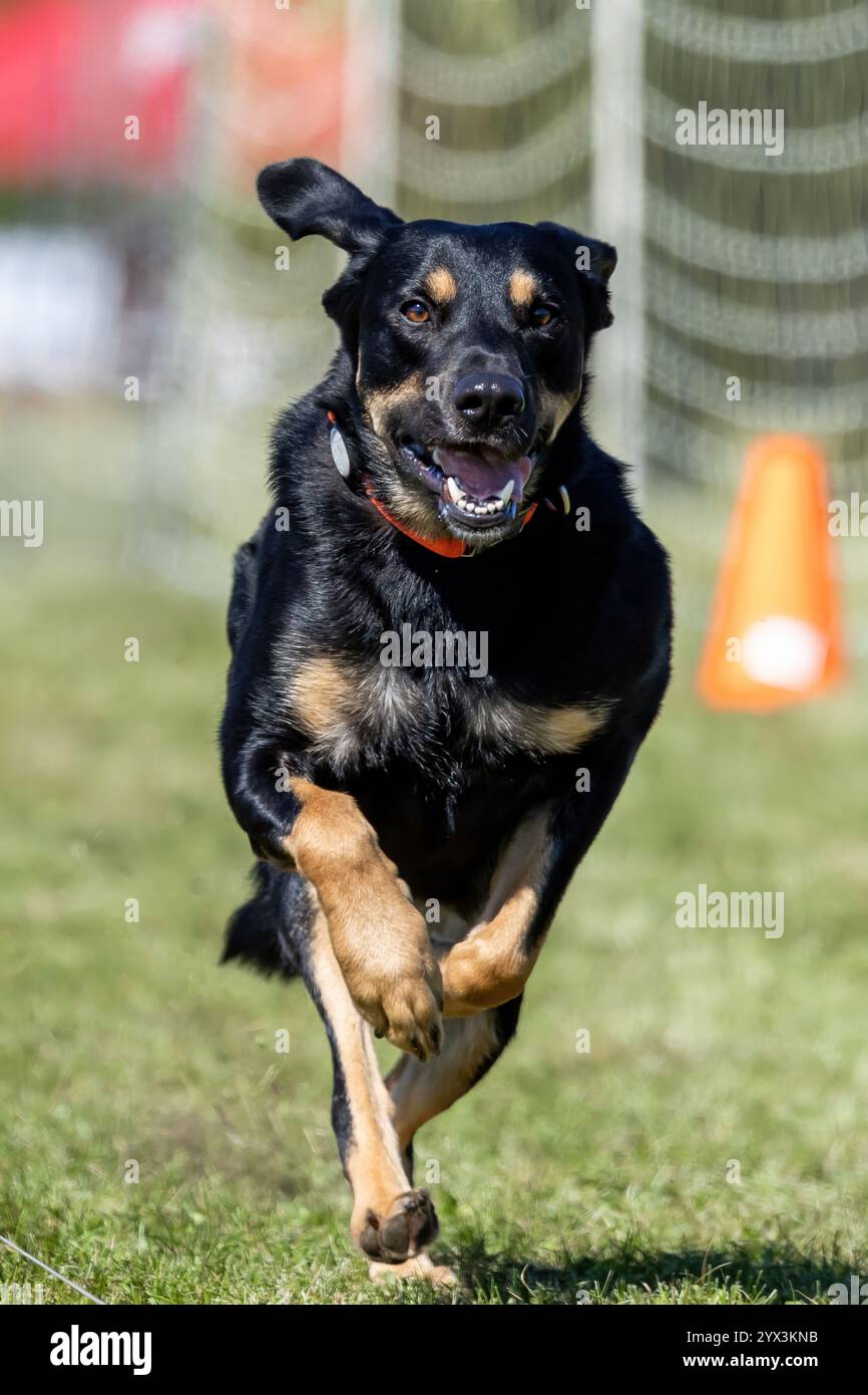 Black and Tan Mixed Breed Dog Running Lure Course Sprint Dog Sport Stockfoto