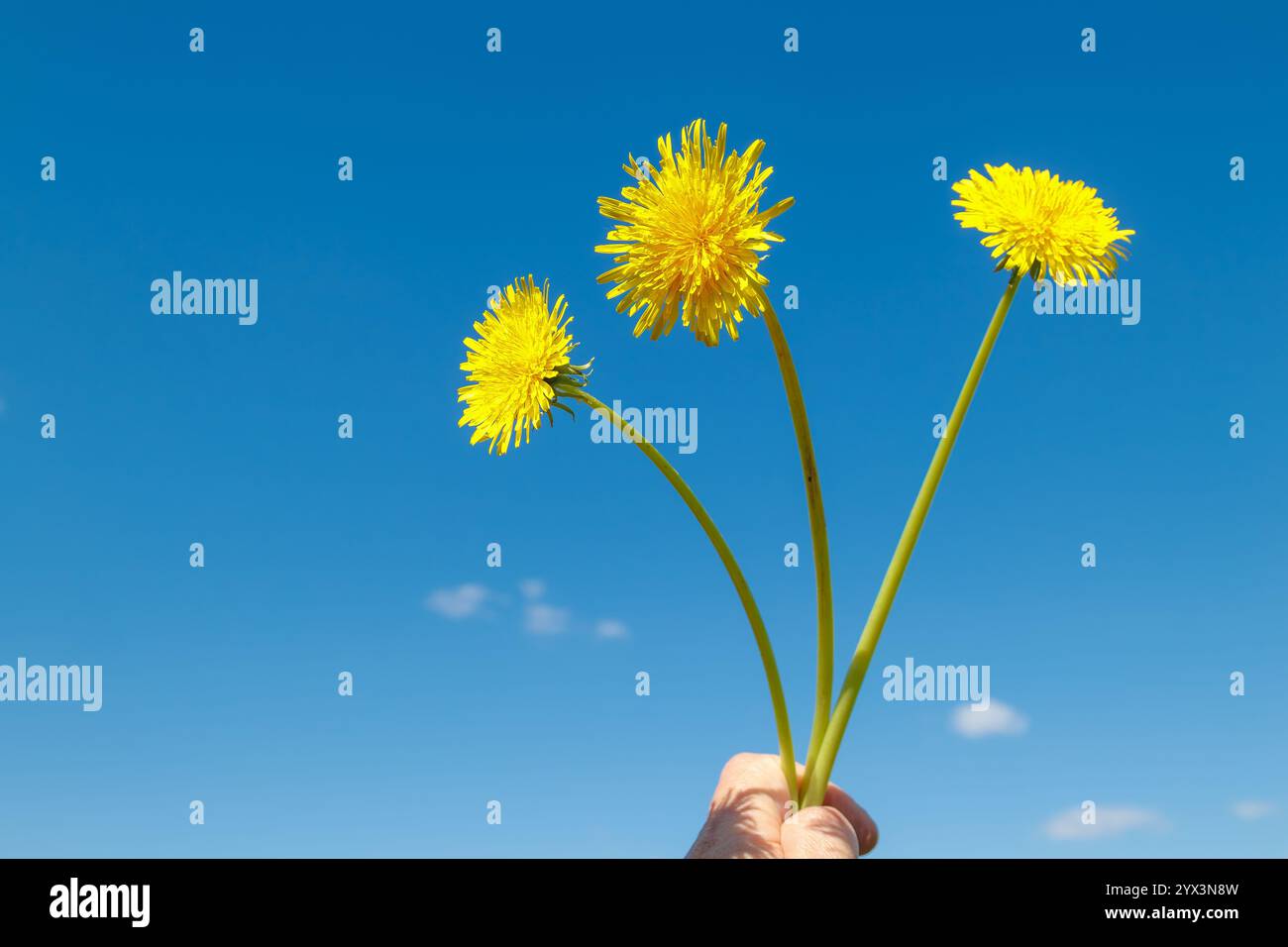 Drei gelbe Löwenzahnblüten an langen Stielen in der Hand vor dem Hintergrund des klaren blauen Himmels. Minimalistisches Konzept der Frühlingsnatur Stockfoto