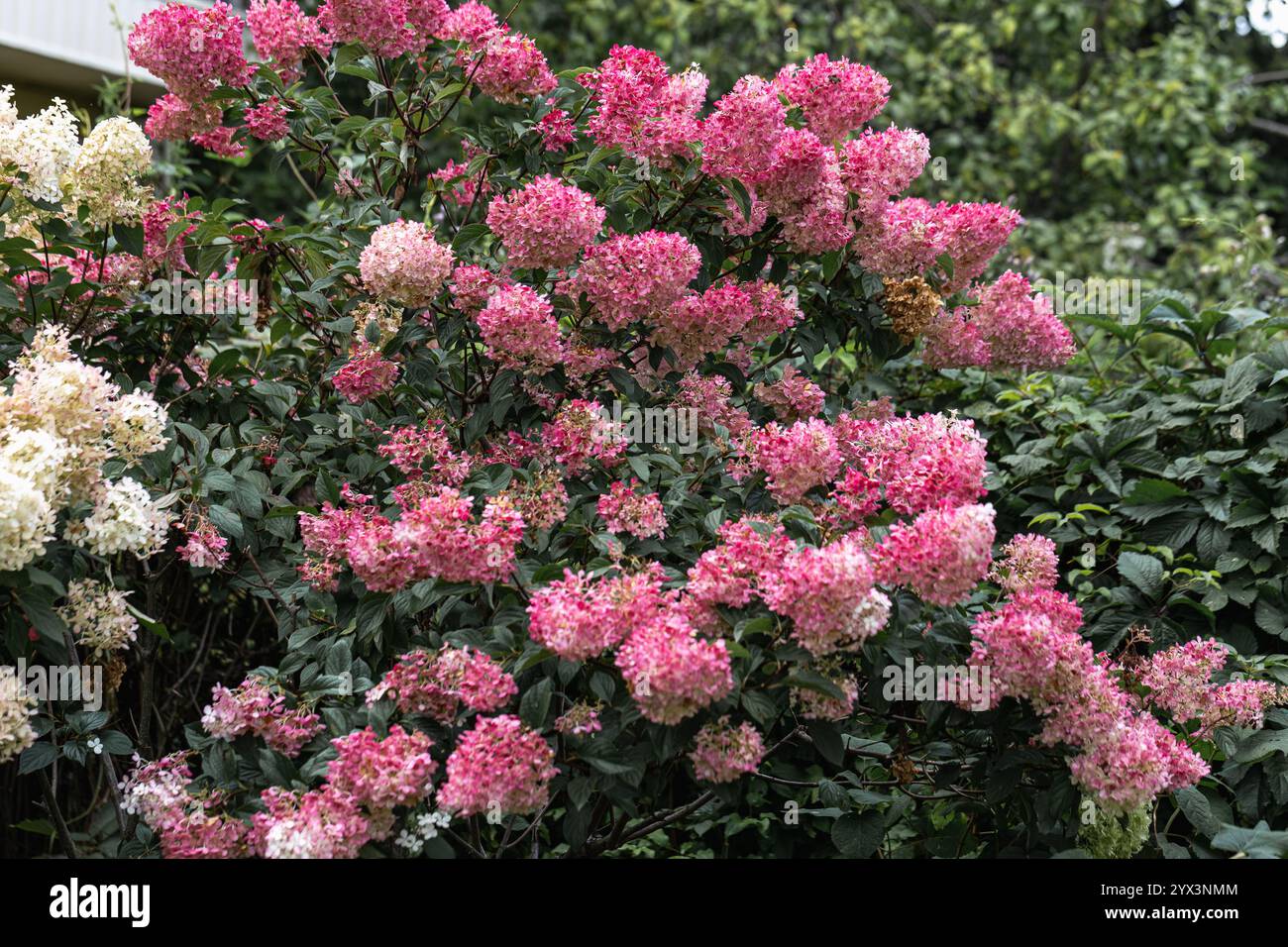 Hortensia paniculata Vanille Fraise auf einem Stamm Stockfoto