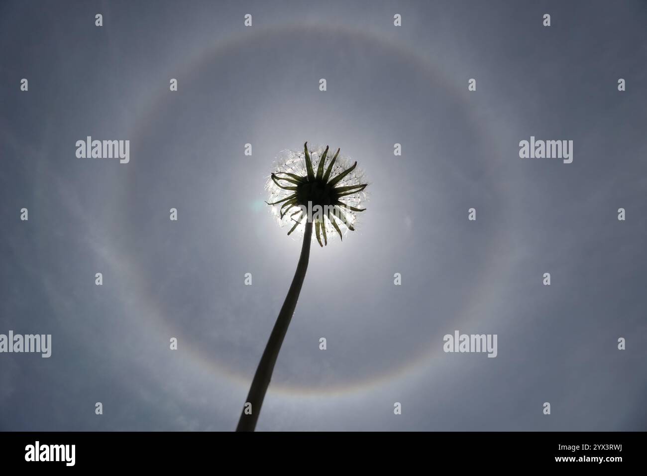 Ein einsamer Löwenzahn mit Samen, die sich gegen die Sonne schmiegen, fast wie eine Sonnenfinsternis. West-Massachusetts, USA. Halo in der Sonne macht es lustig und kühl Stockfoto