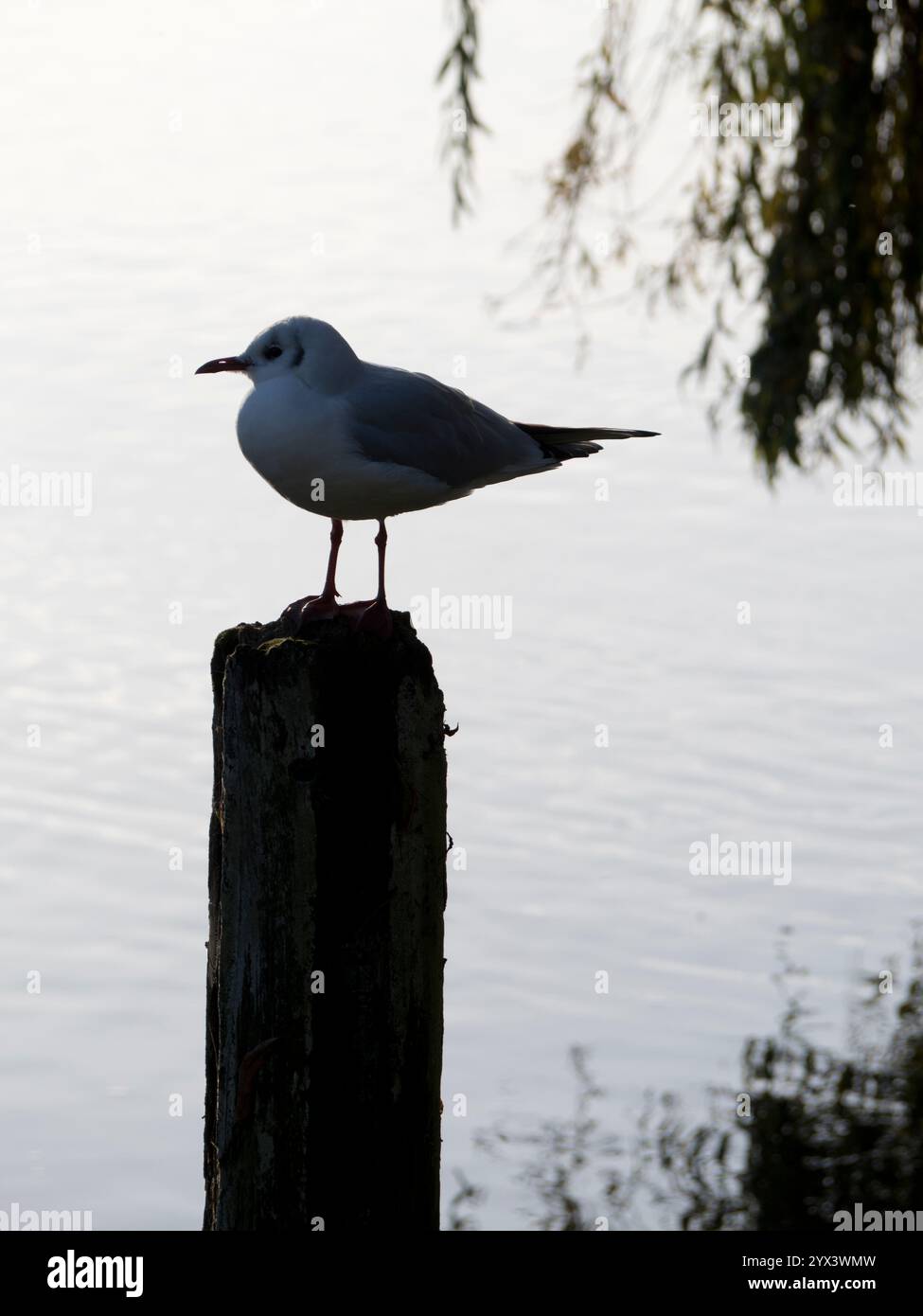 Die Möwe thronte auf einem Stab an der Saint Helen's Wharf an der Themse bei Abingdon. Dies ist ein bekannter Schönheitsort an der Themse, direkt flussaufwärts der Medi Stockfoto