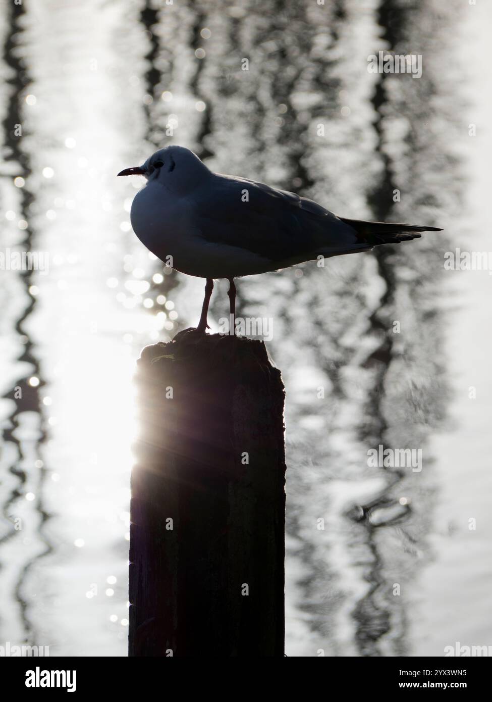 Die Möwe thronte auf einem Stab an der Saint Helen's Wharf an der Themse bei Abingdon. Dies ist ein bekannter Schönheitsort an der Themse, direkt flussaufwärts der Medi Stockfoto