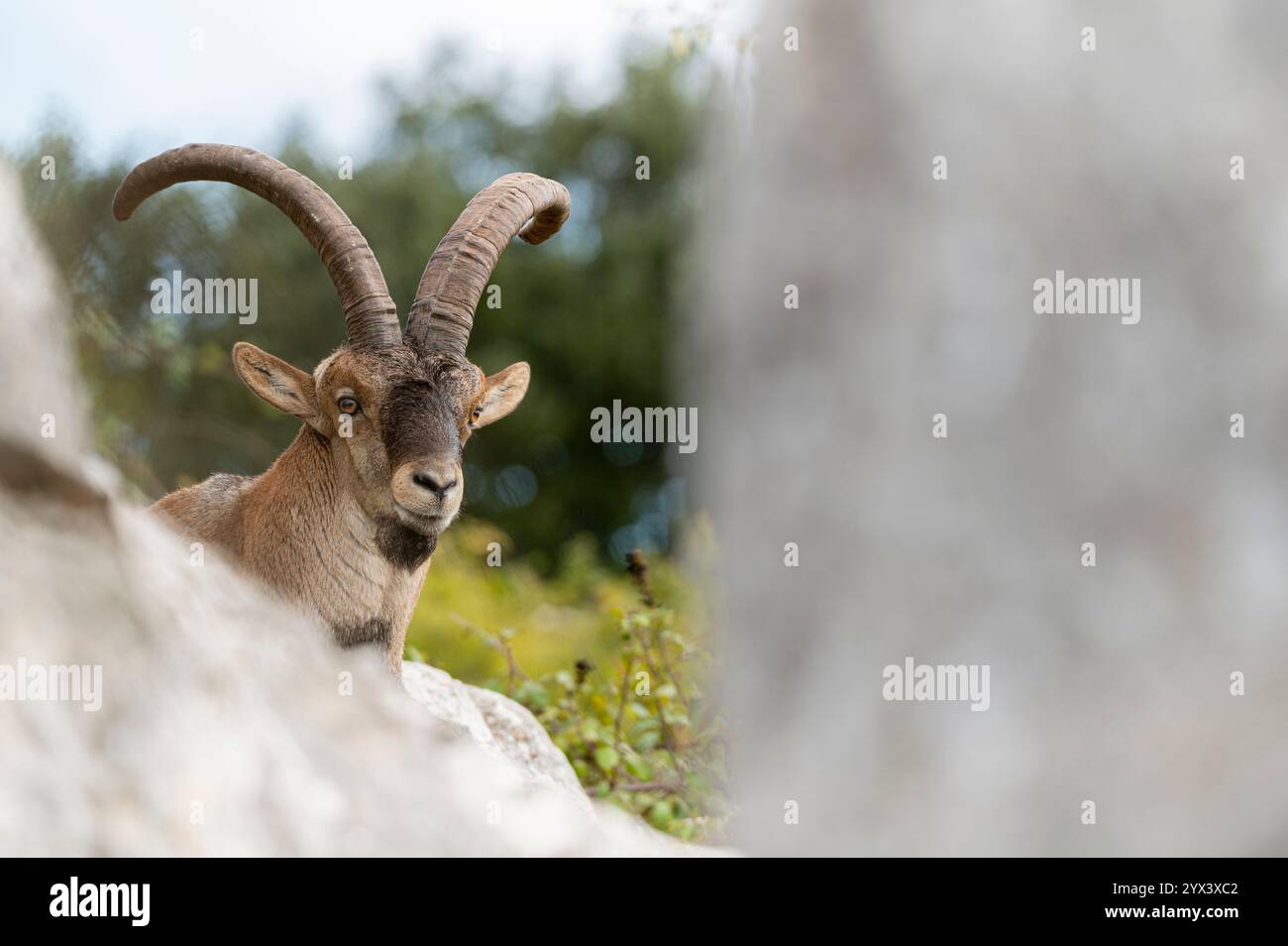 Spanischer Steinbock (Capra pyrenaica) alter Mann hinter einem Kalkstein. Torcal de Antequera, Provinz Malaga, Andalusien, Spanien. Stockfoto