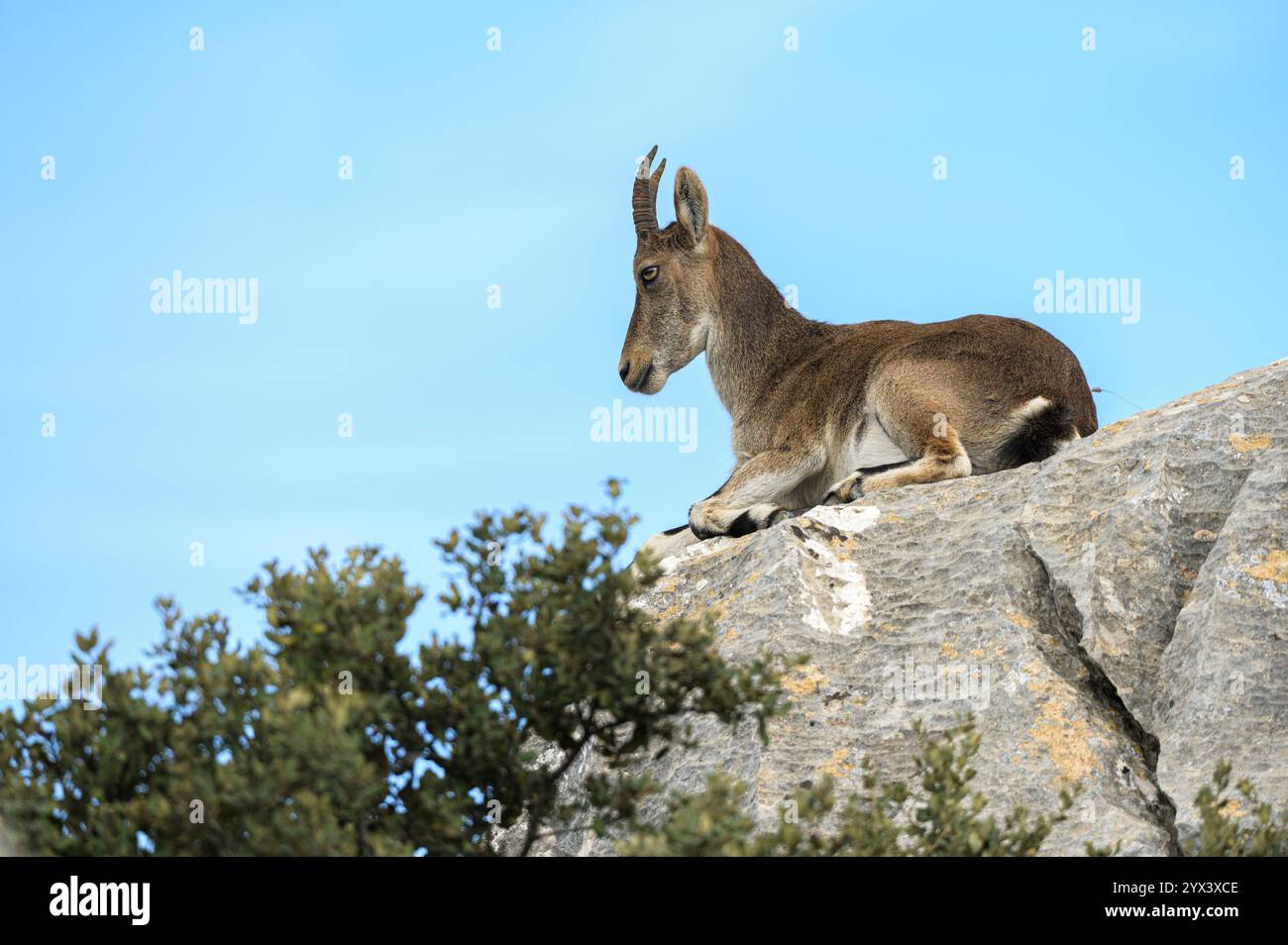 Der spanische Steinbock (Capra pyrenaica) liegt auf einem Kalkstein. Torcal de Antequera, Provinz Malaga, Andalusien, Spanien. Stockfoto