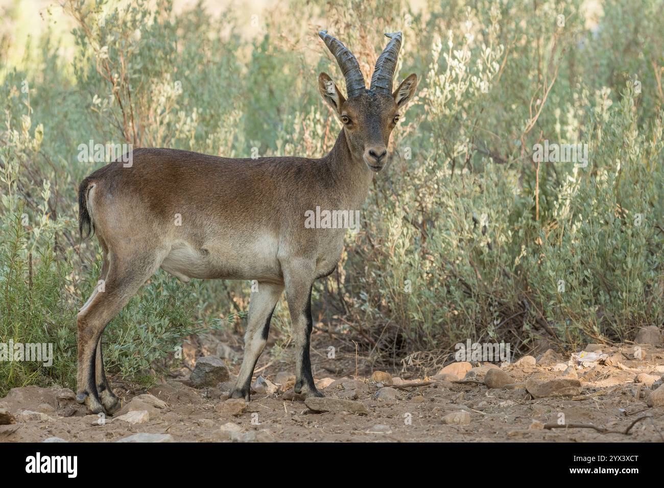 Spanischer Steinbock (Capra pyrenaica) Young mal. Provinz Malaga, Andalusien, Spanien. Stockfoto