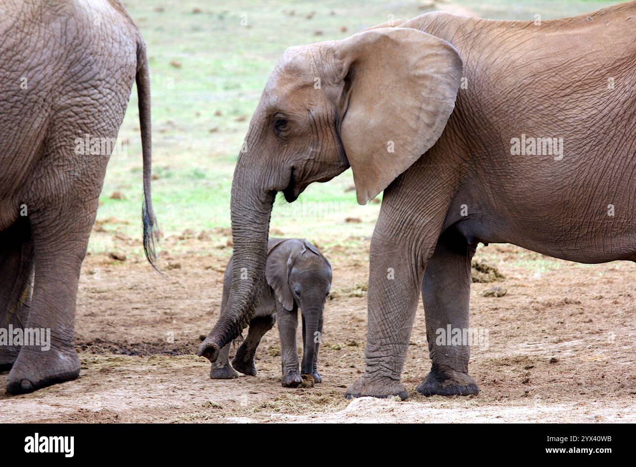 Eine herzerwärmende Szene, in der eine Mutter ihr Kalb pflegt und die natürliche Verbindung im Kruger-Nationalpark, Südafrika, festhält. Stockfoto