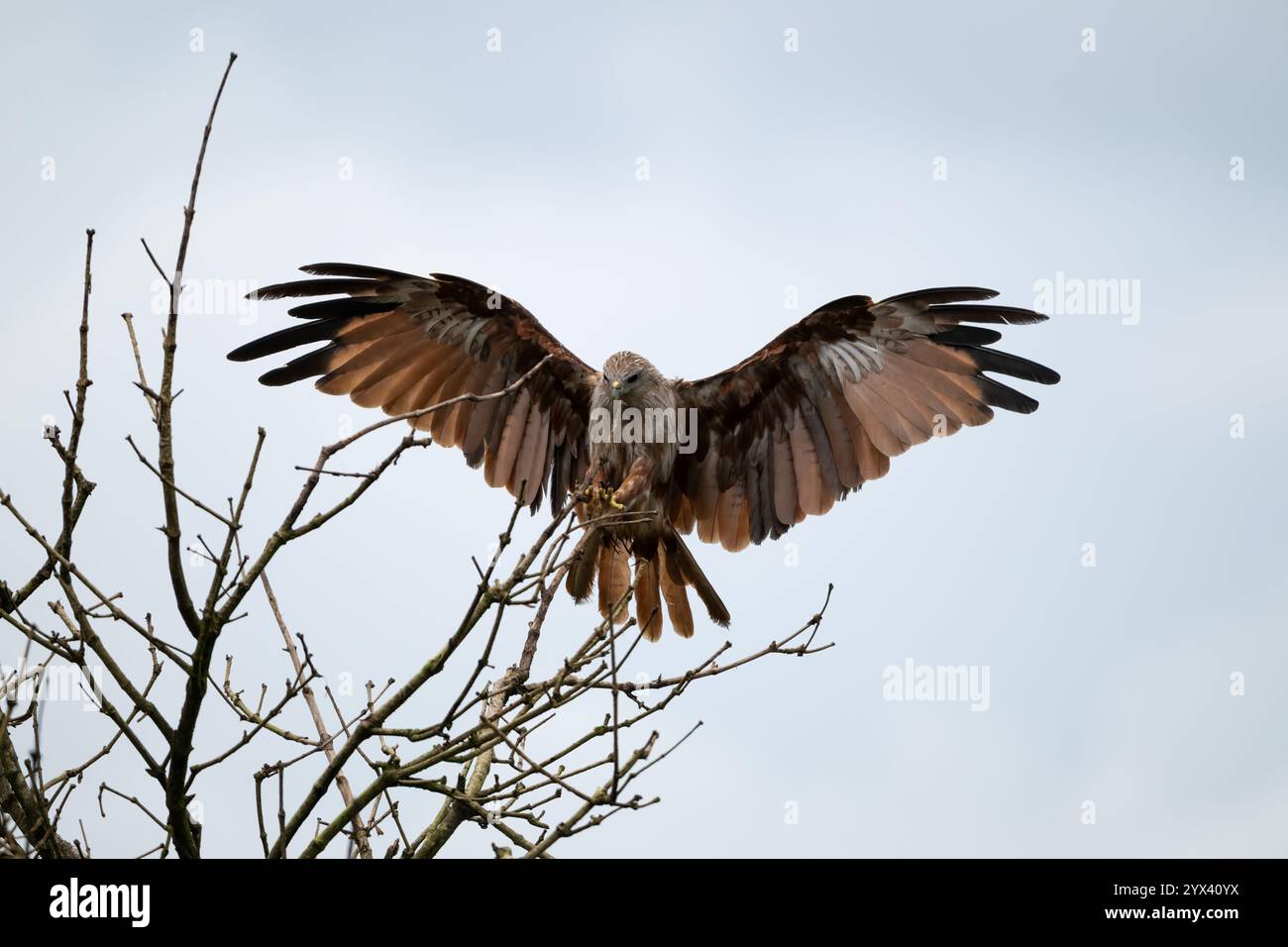 Ein junger Brahminy-Drachen, der auf den Zweigen eines Toten landet, mit einem hellen weißen Himmel. Sie werden auch Haliastur indus genannt. Stockfoto