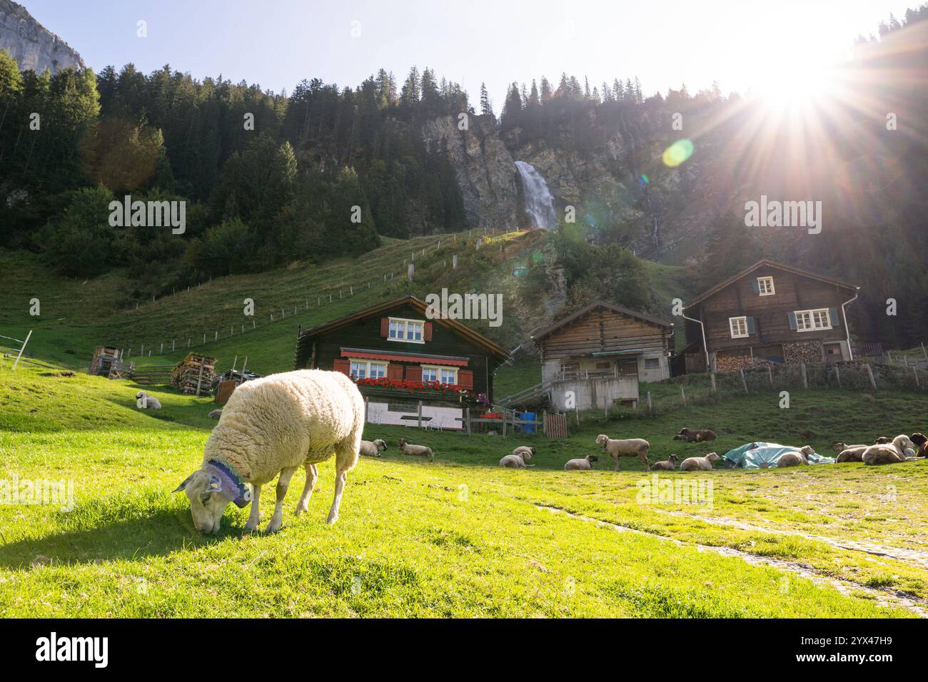 Schafweiden in den Schweizer Alpen mit Staubifall im Hintergrund in der Schweiz. Morgensonnenstrahlen, die direkt in die Kamera gehen. Stockfoto